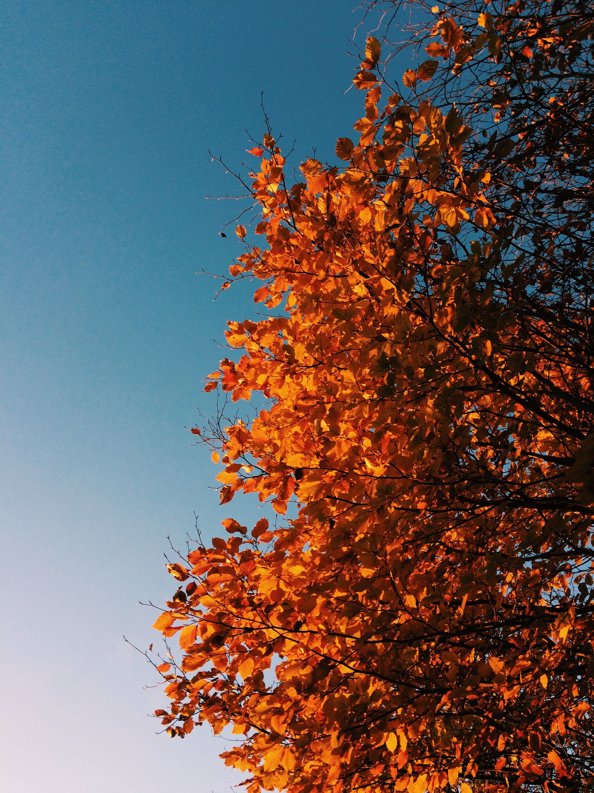 Fall Vsco Wallpapers