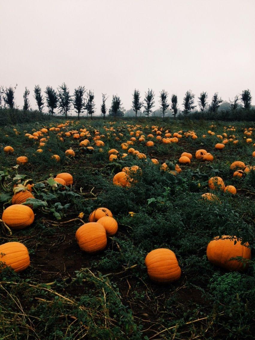 Fall Vsco Wallpapers