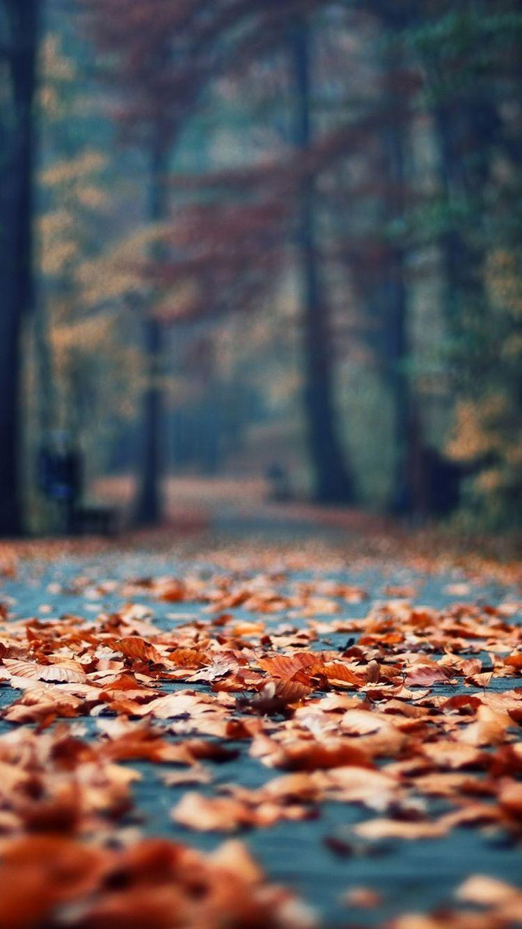 Fall Iphone 6 Wallpapers