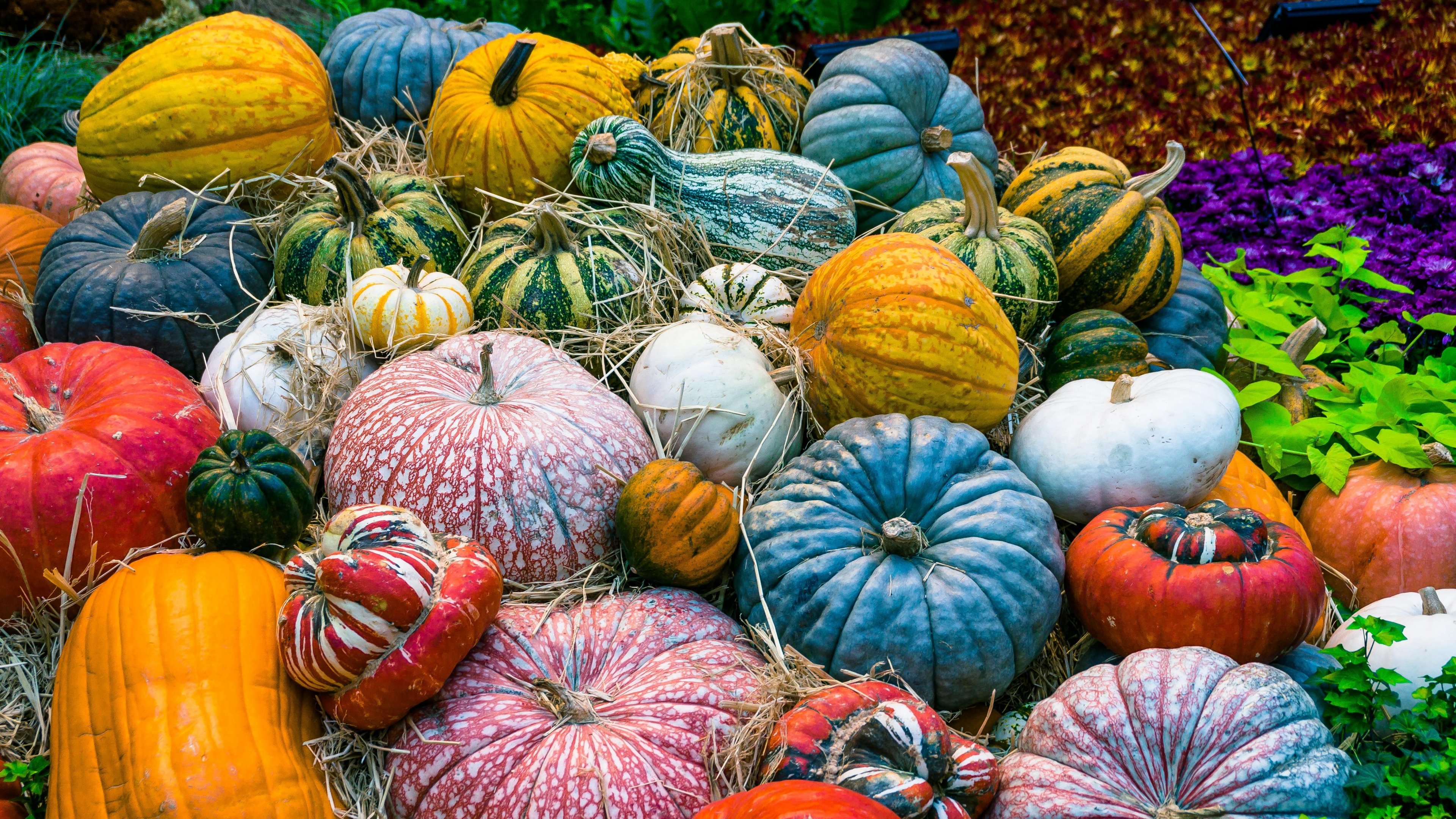 Fall Pumpkins Wallpapers