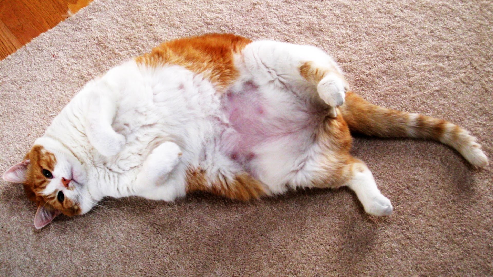 Fat Cat Wallpapers