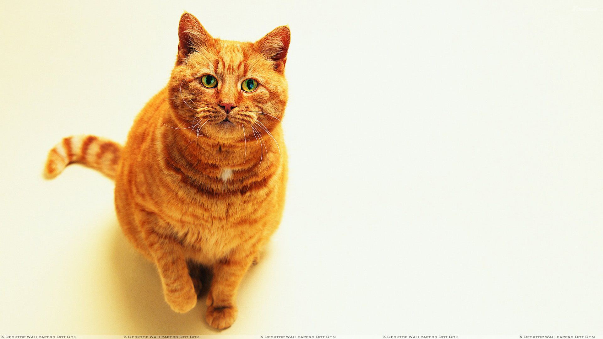 Fat Cat Wallpapers