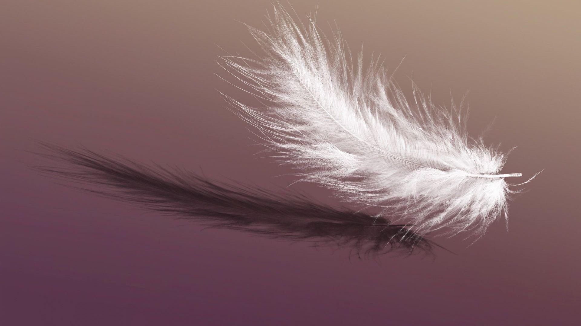 Feather Wallpapers