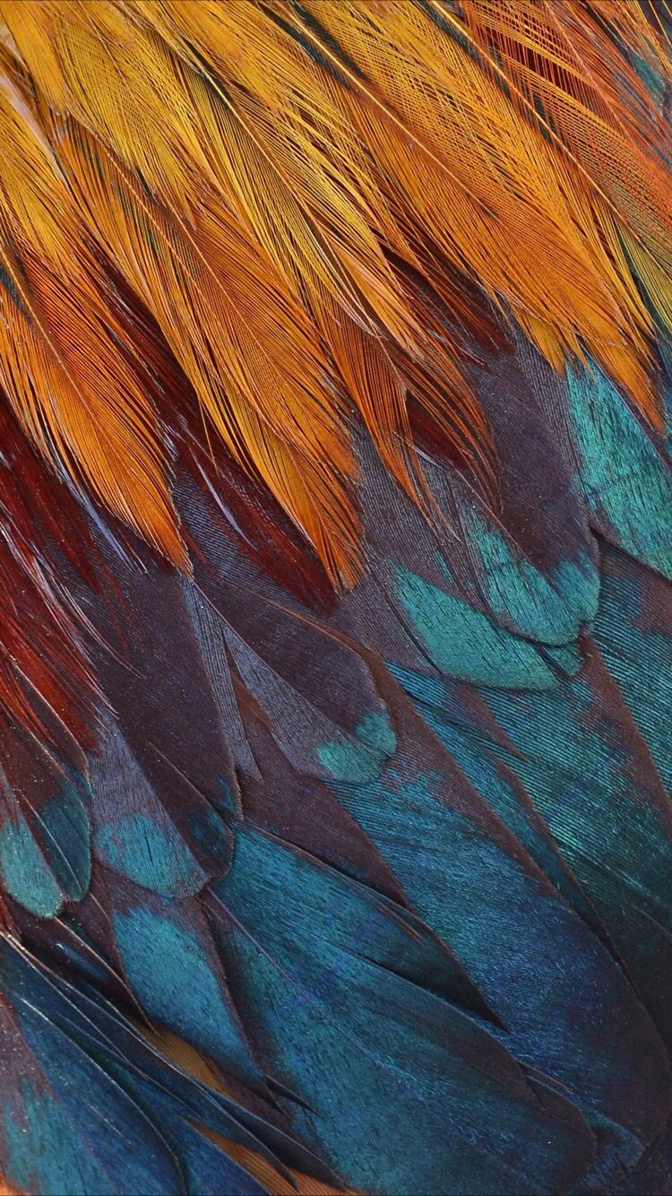 Feather Wallpapers