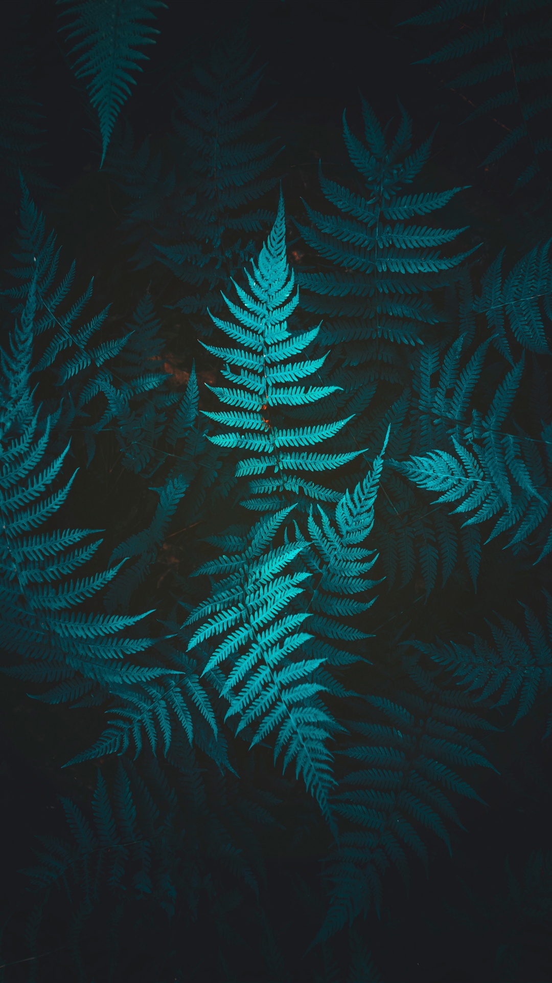 Fern Iphone Wallpapers