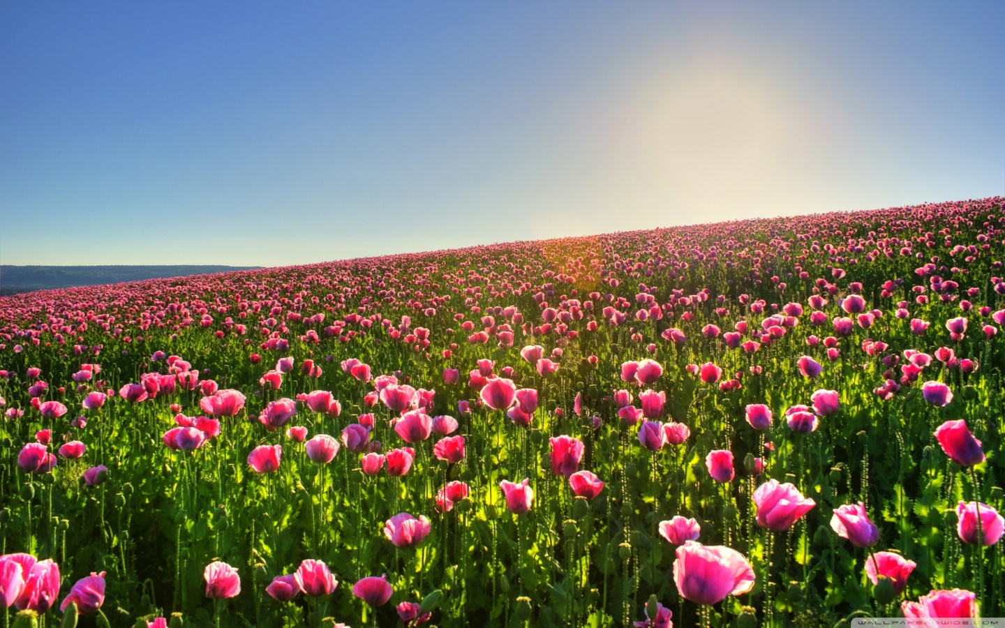 Field Of Flowers Wallpapers