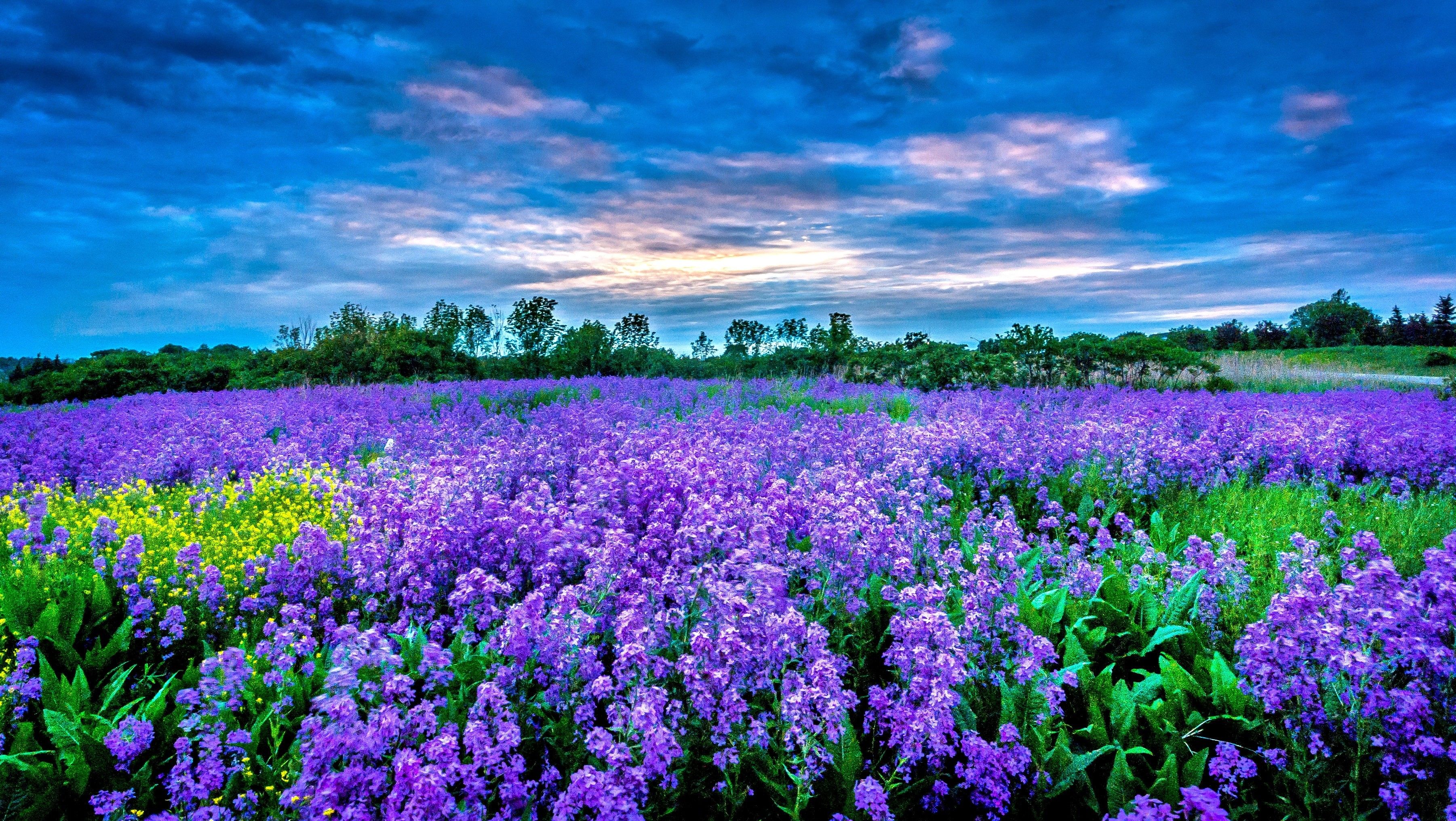 Field Of Flowers Wallpapers