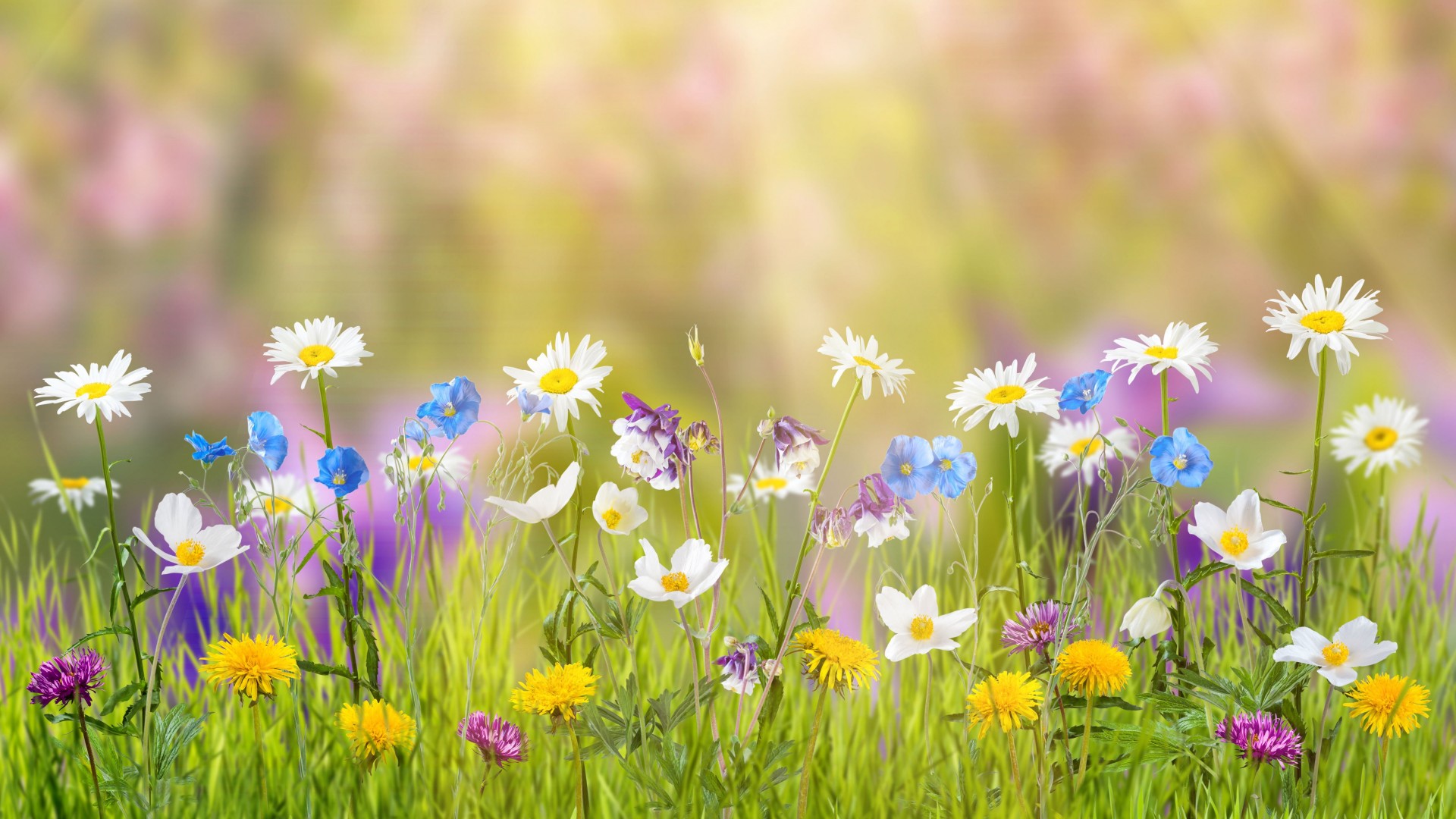 Field Of Flowers Wallpapers