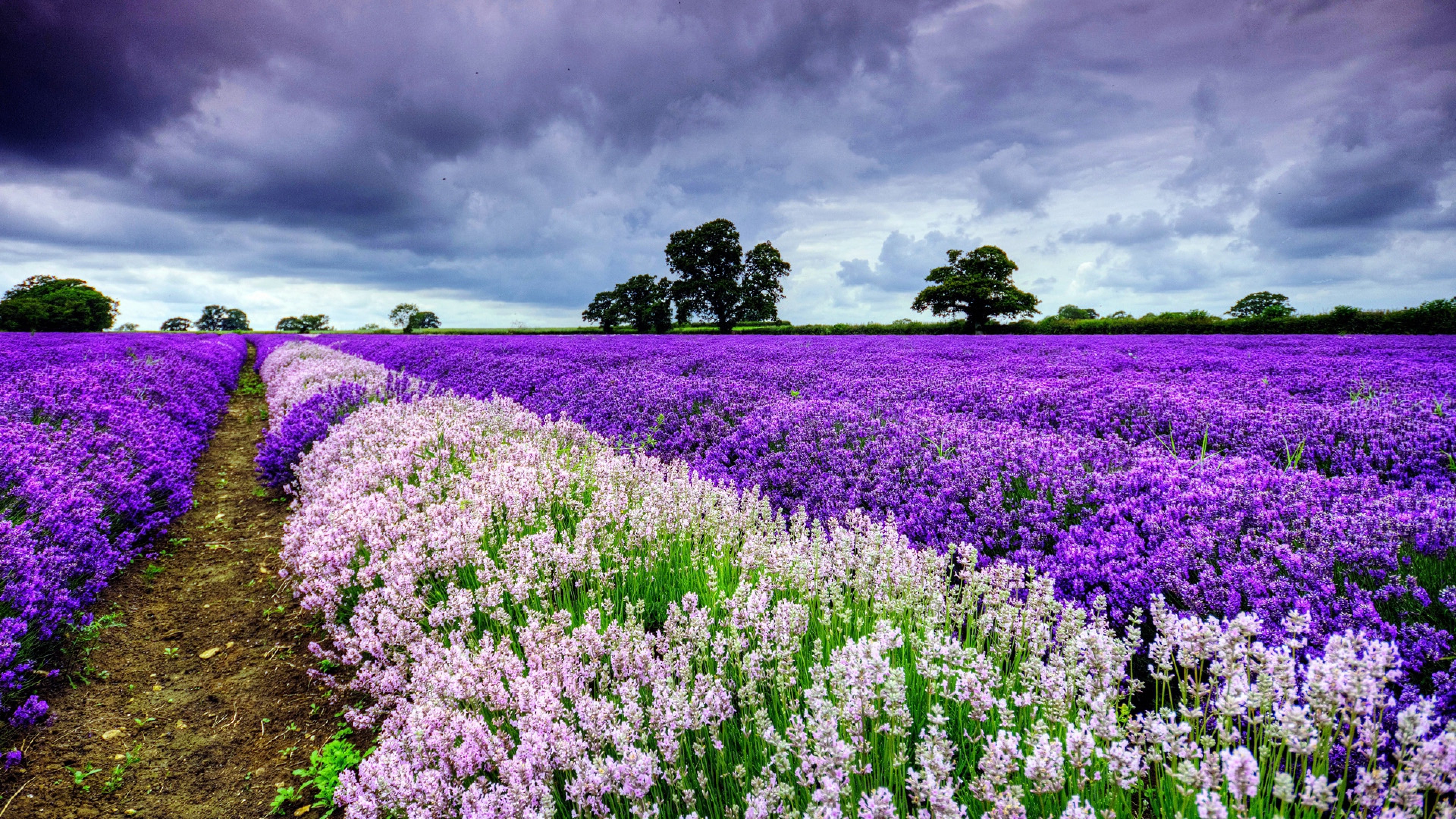 Field Of Flowers Wallpapers