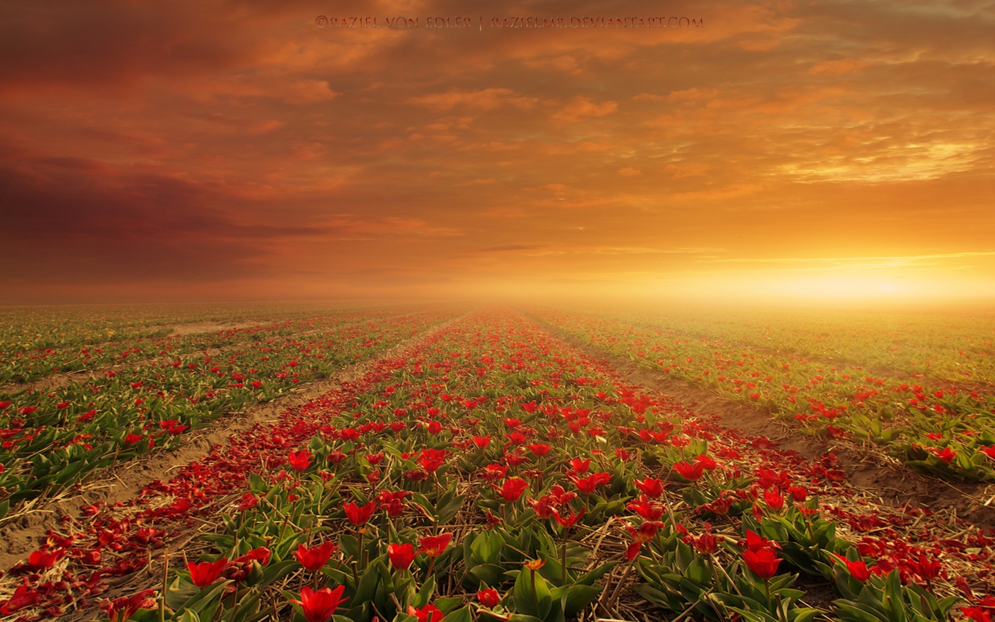 Field Of Flowers Wallpapers