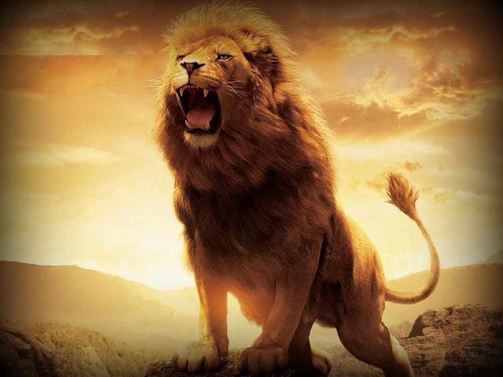 Fierce Lion Wallpapers