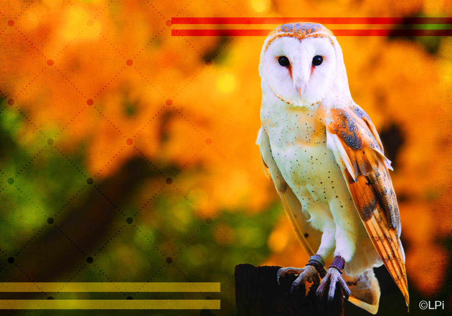 Fire Owl Wallpapers