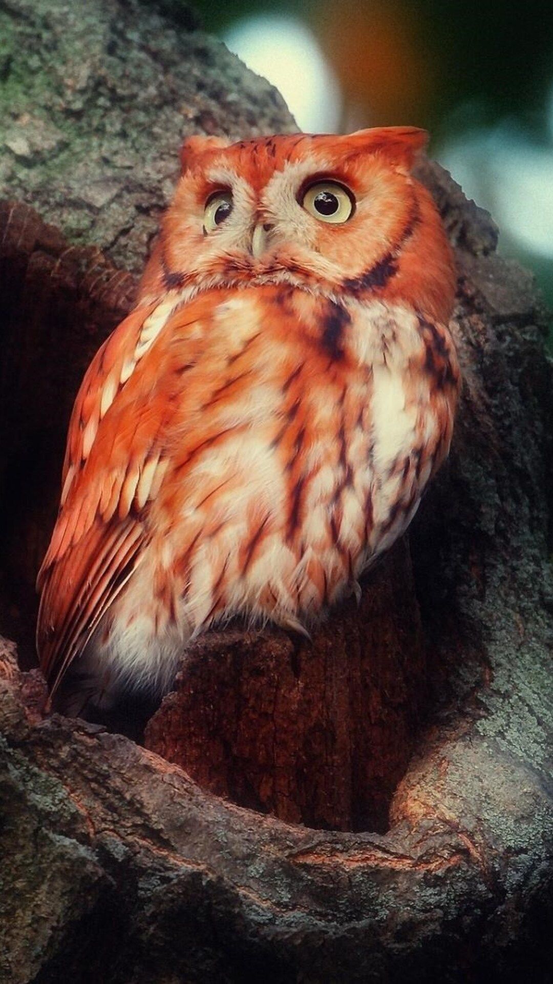 Fire Owl Wallpapers