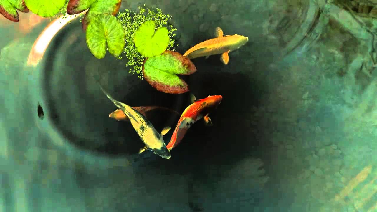 Fish Live Wallpapers