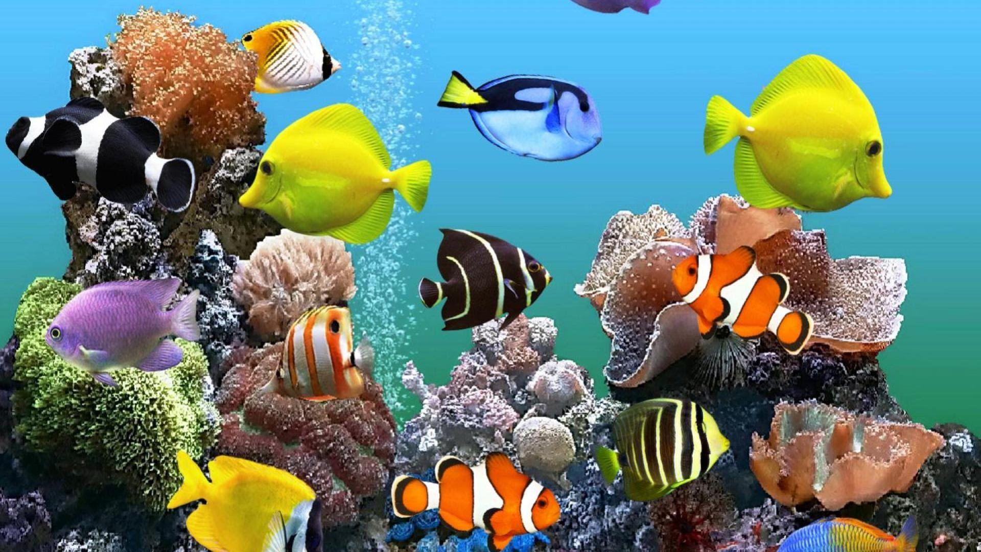 Fish Tank Wallpapers