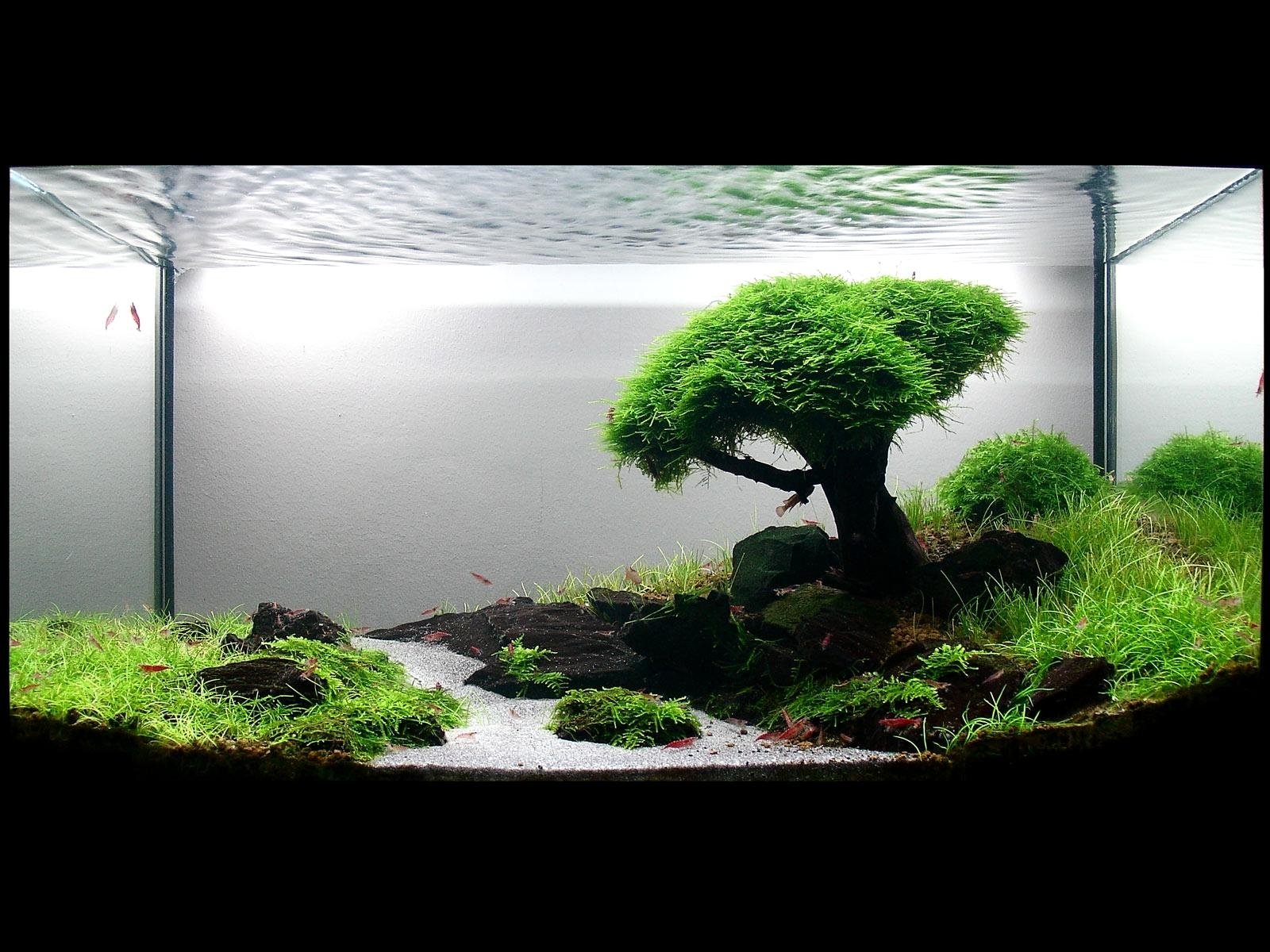 Fish Tank Wallpapers