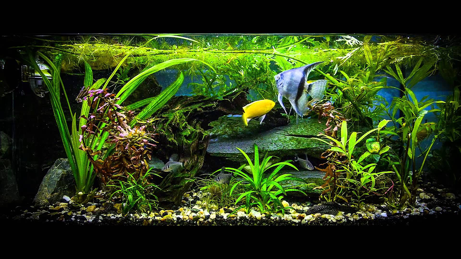 Fish Tank Wallpapers