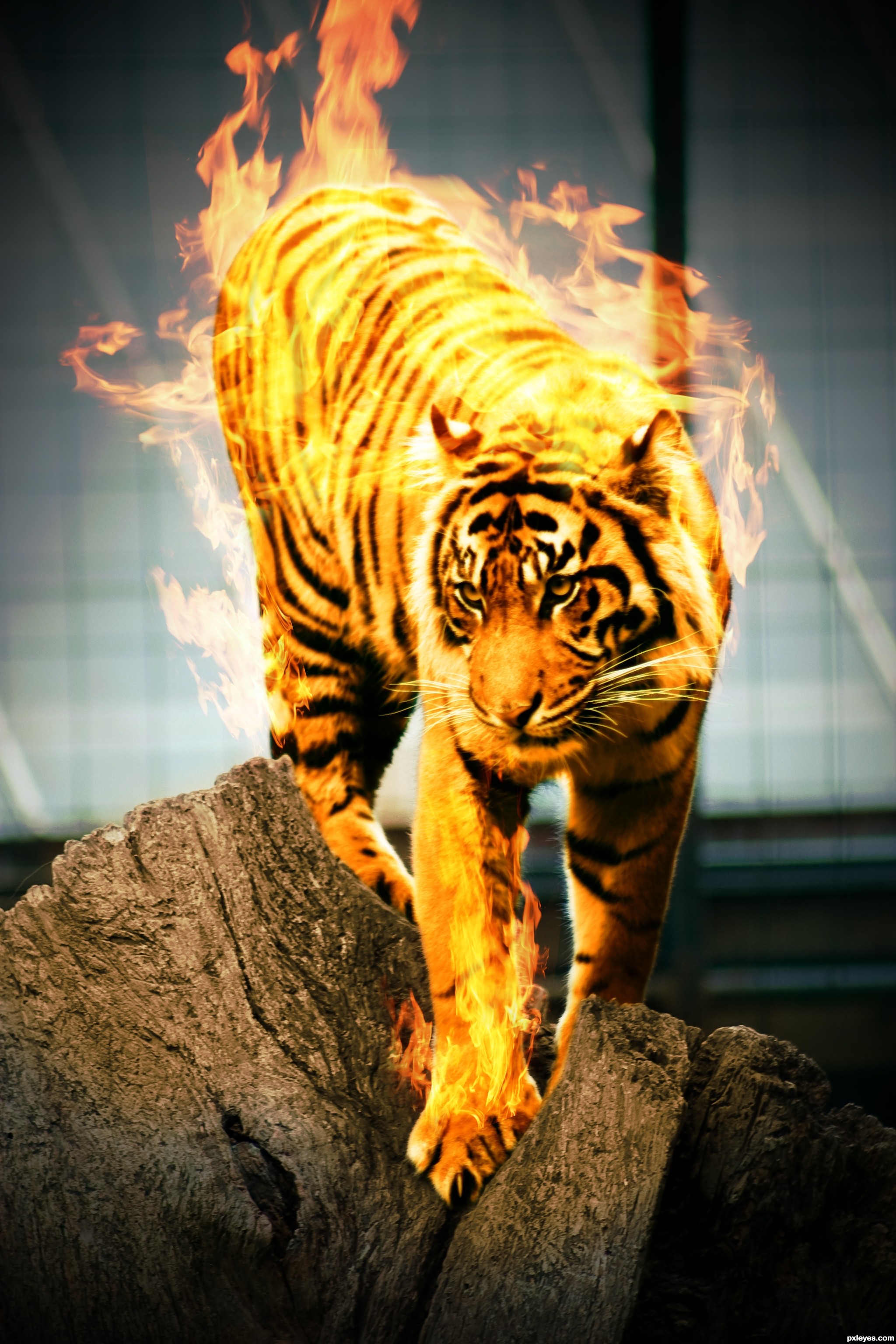 Flaming Tiger Wallpapers