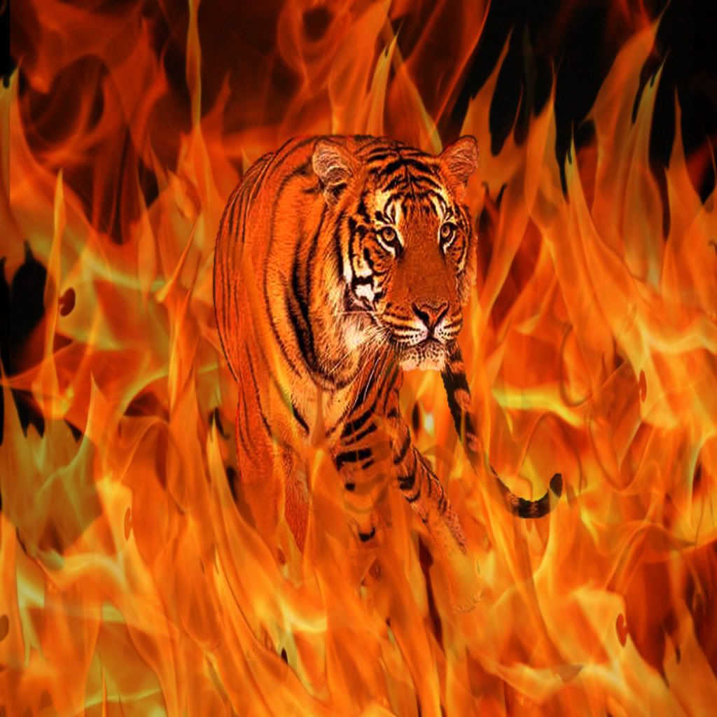 Flaming Tiger Wallpapers