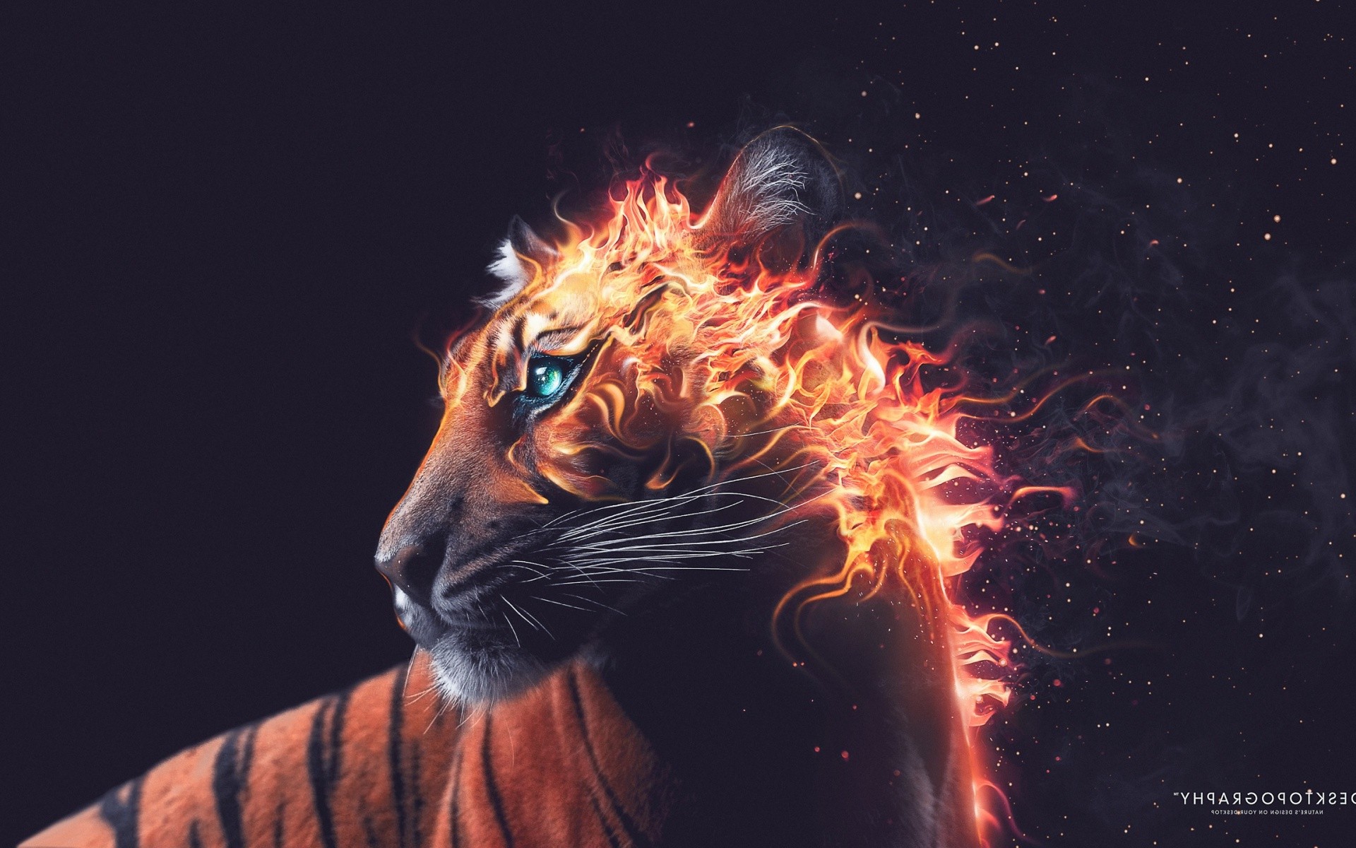 Flaming Tiger Wallpapers