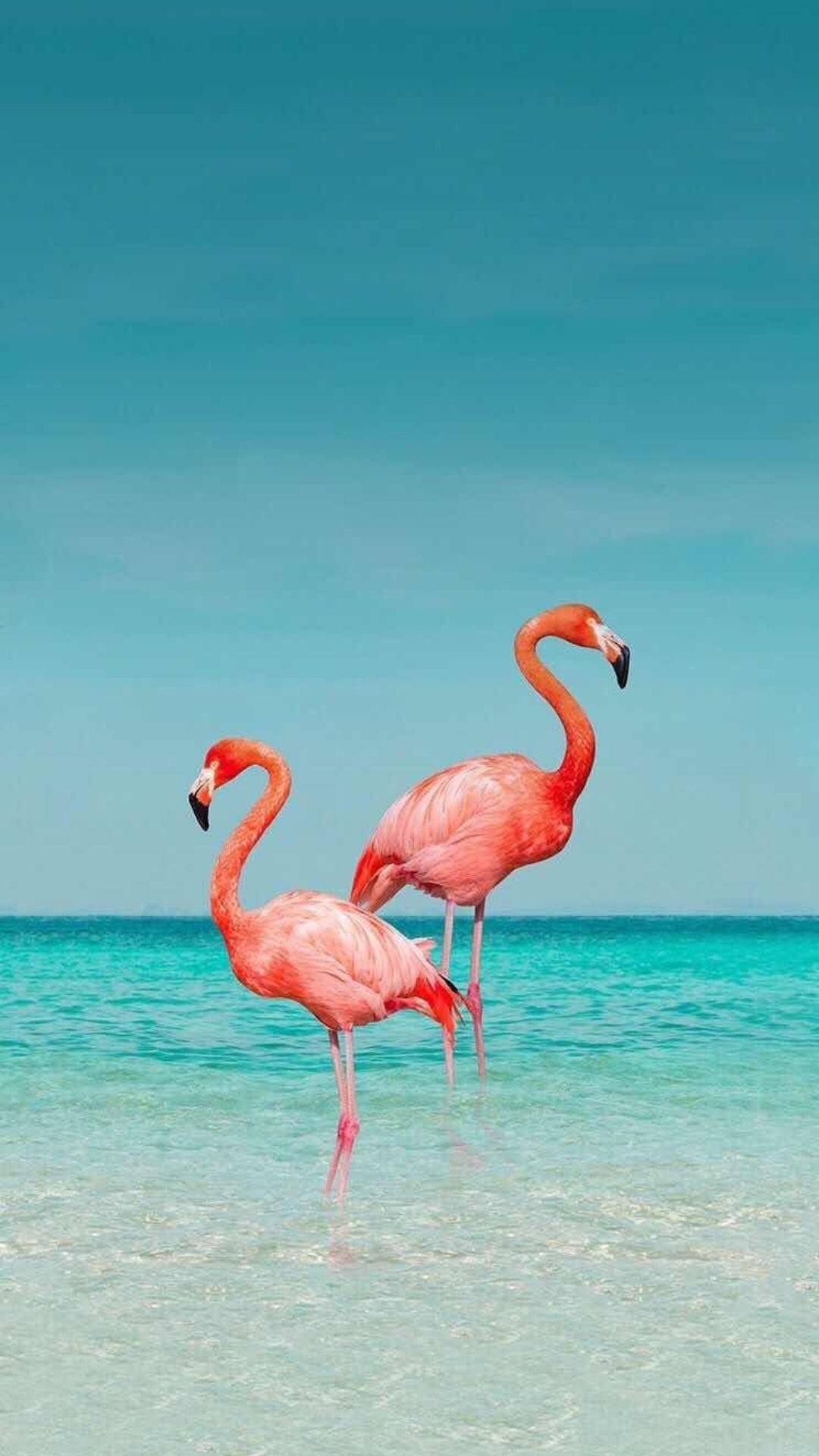 Flamingo Phone Wallpapers