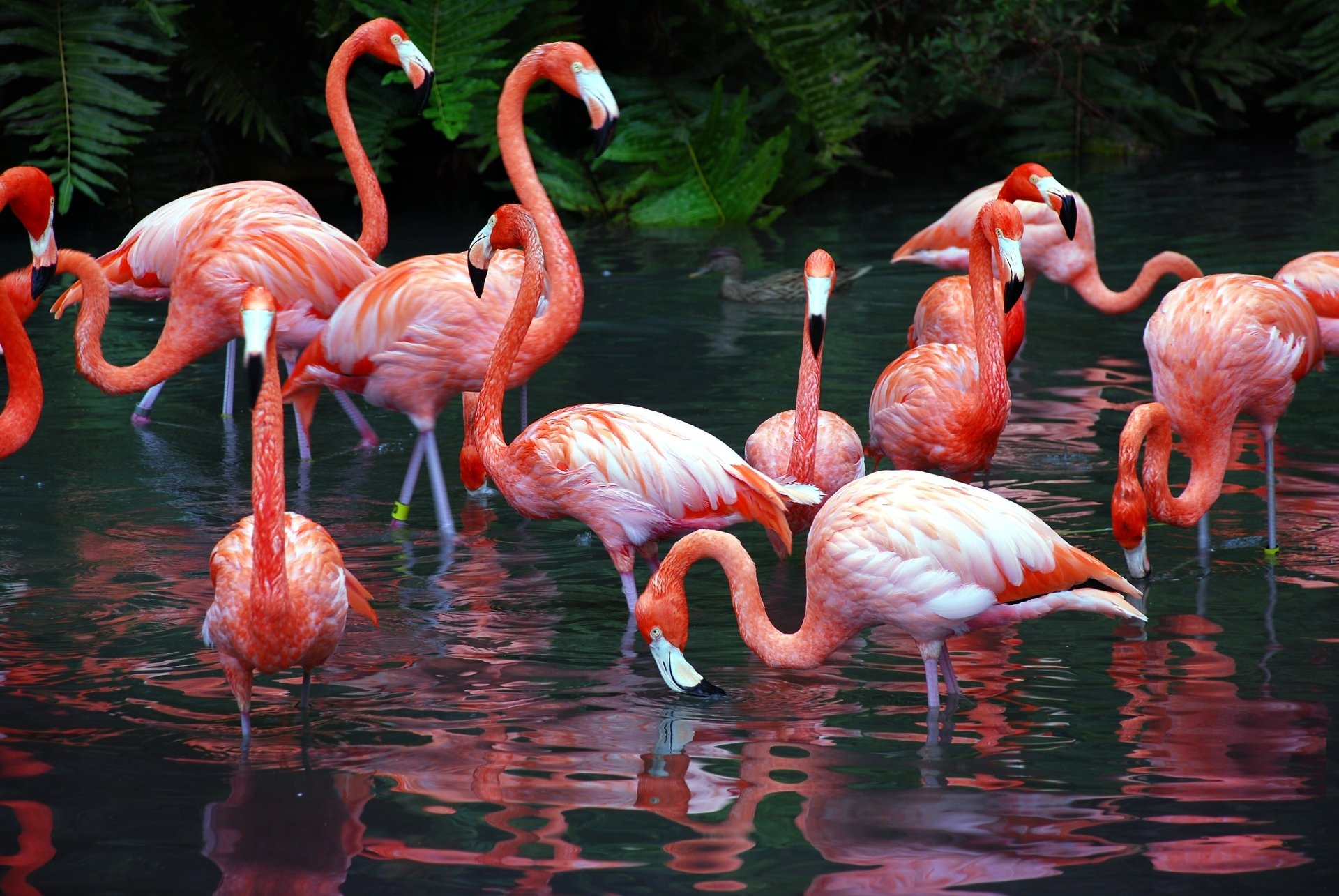 Flamingo Phone Wallpapers
