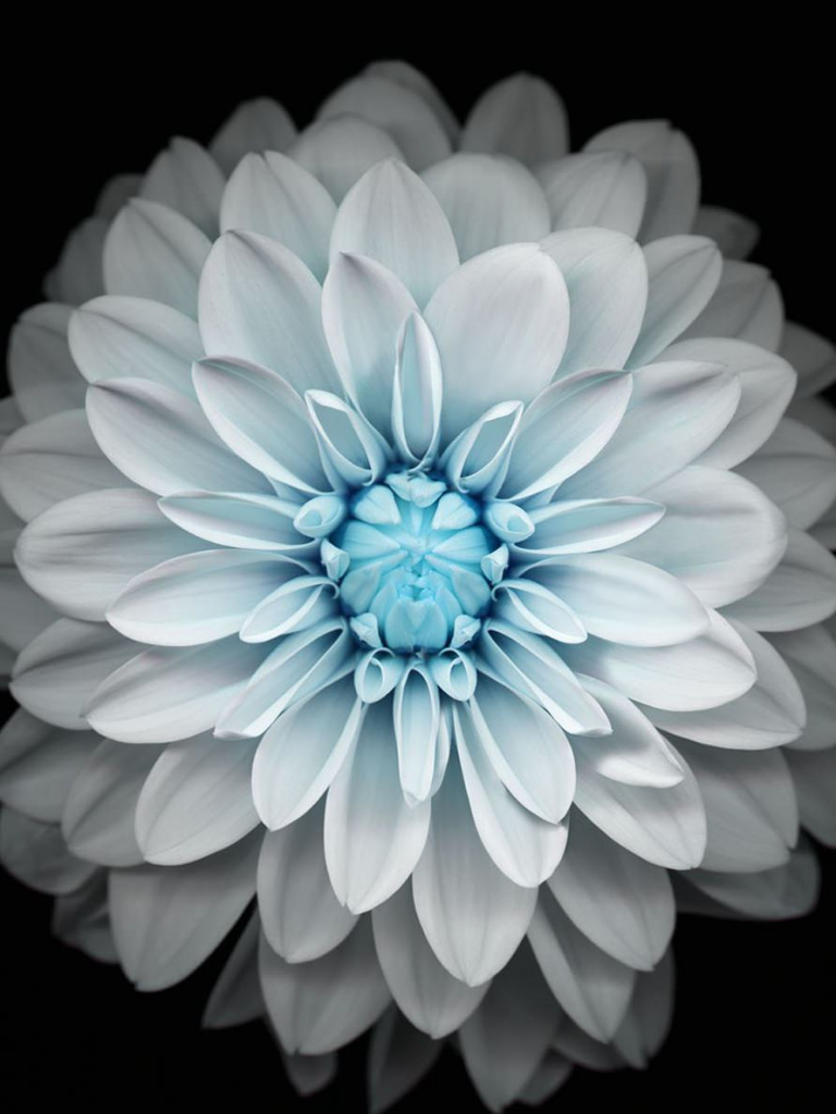 Floral Apple Watch Wallpapers