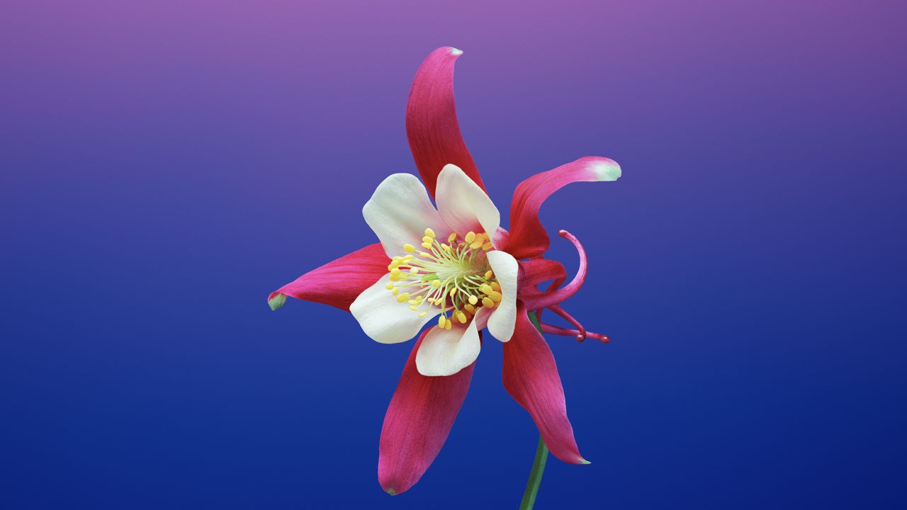 Floral Mac Wallpapers