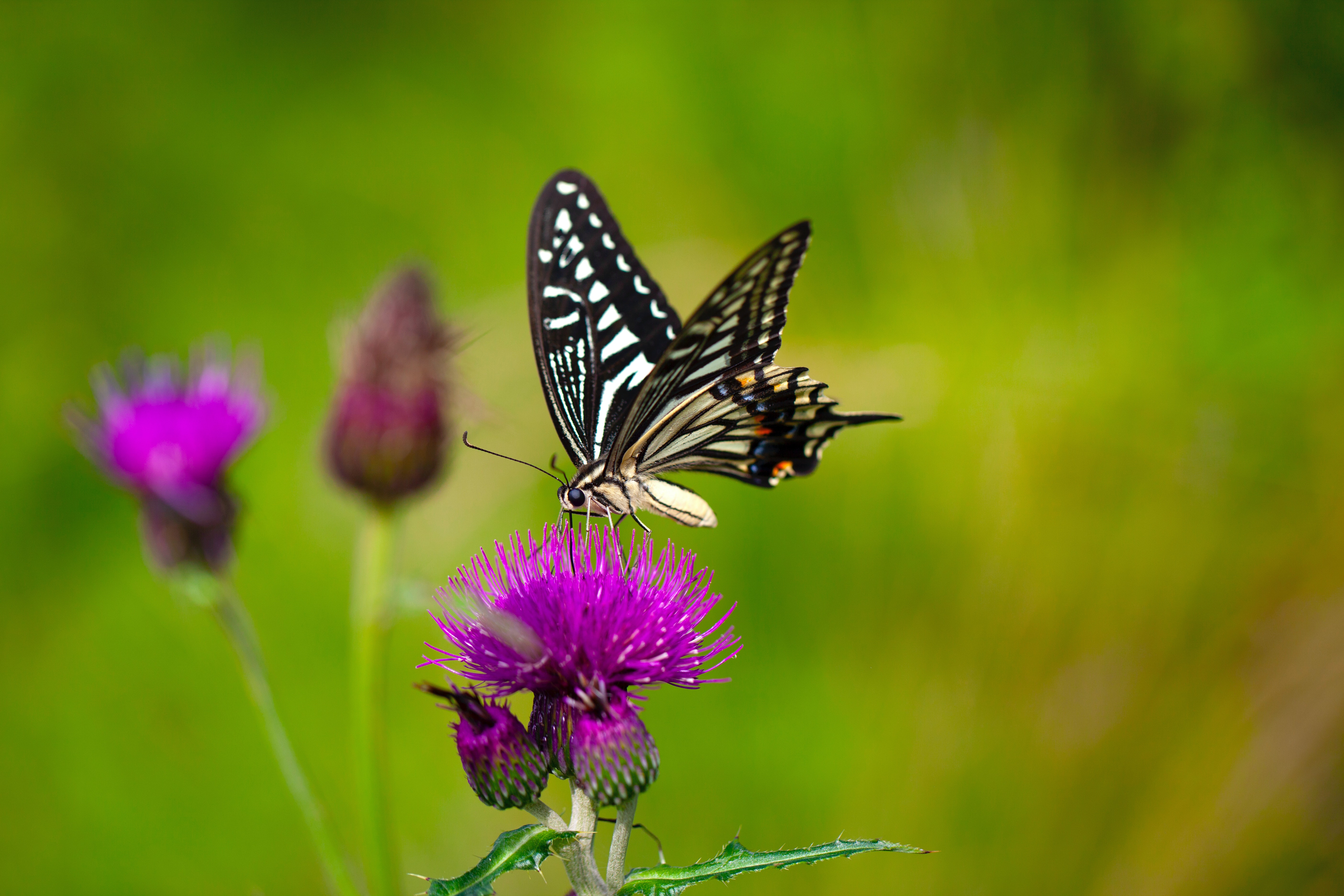 Flower And Butterfly Wallpapers