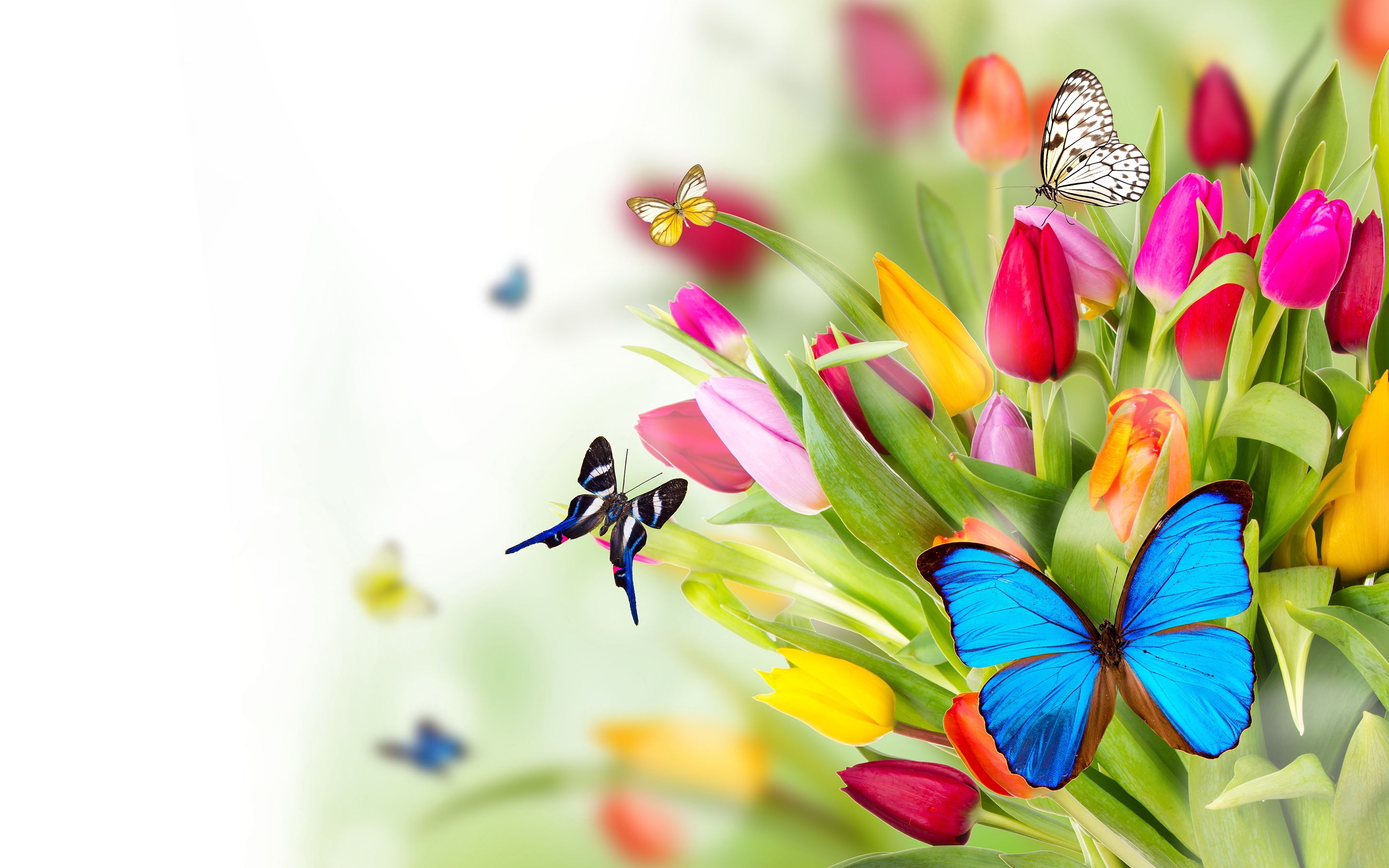 Flower And Butterfly Wallpapers