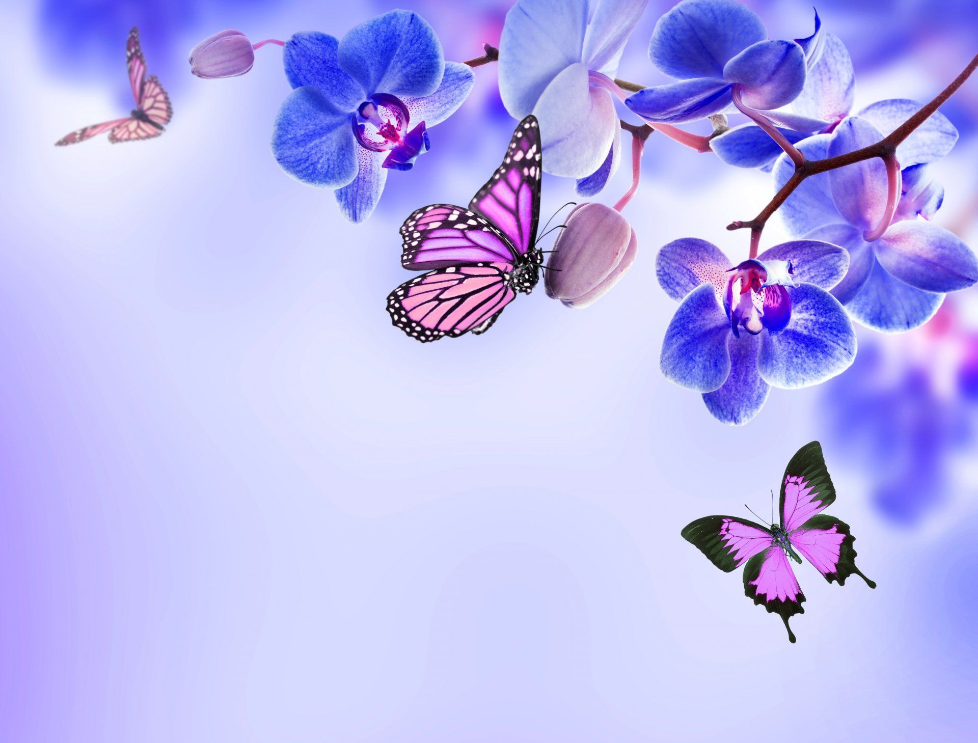 Flower And Butterfly Wallpapers