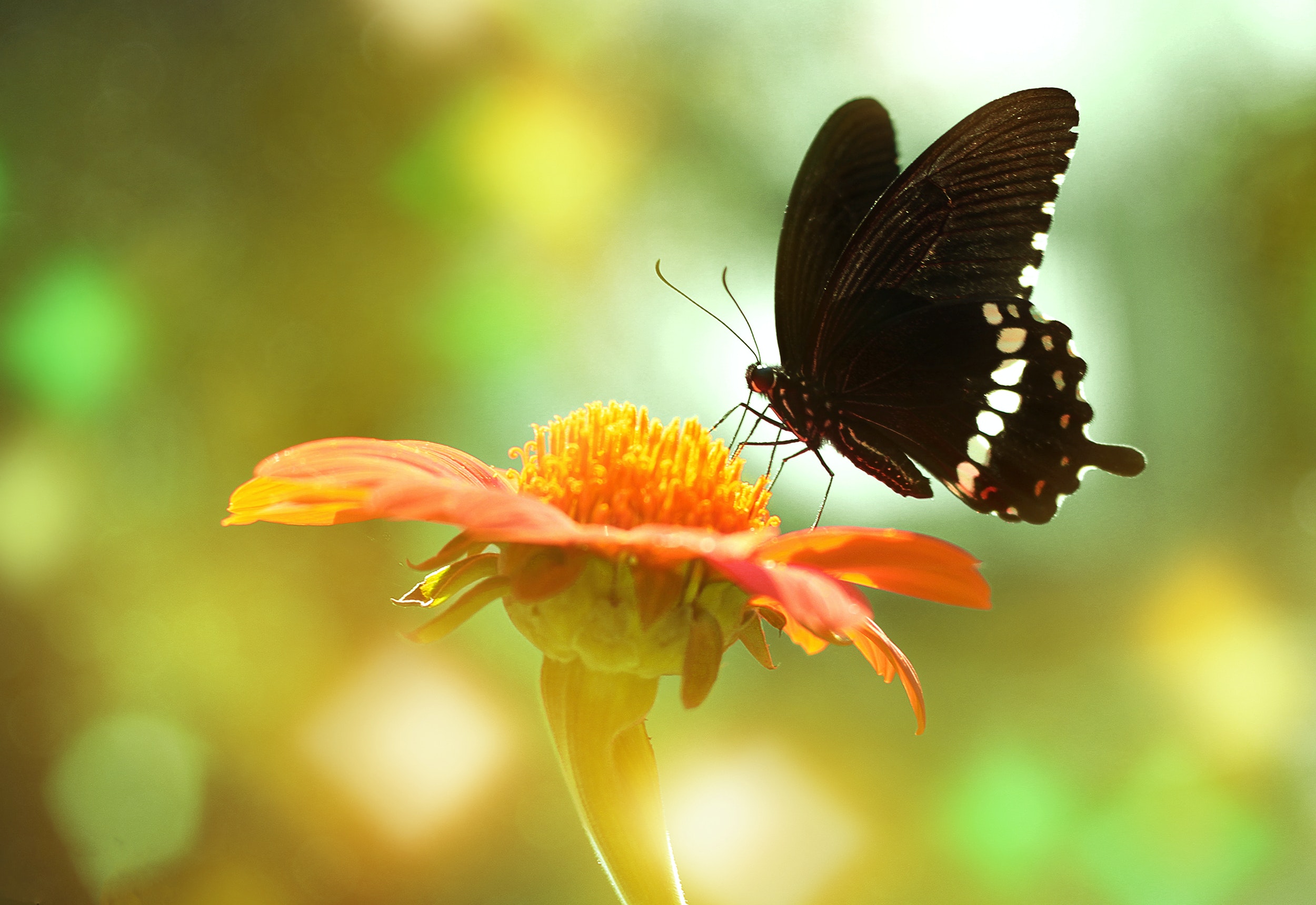 Flower And Butterfly Wallpapers