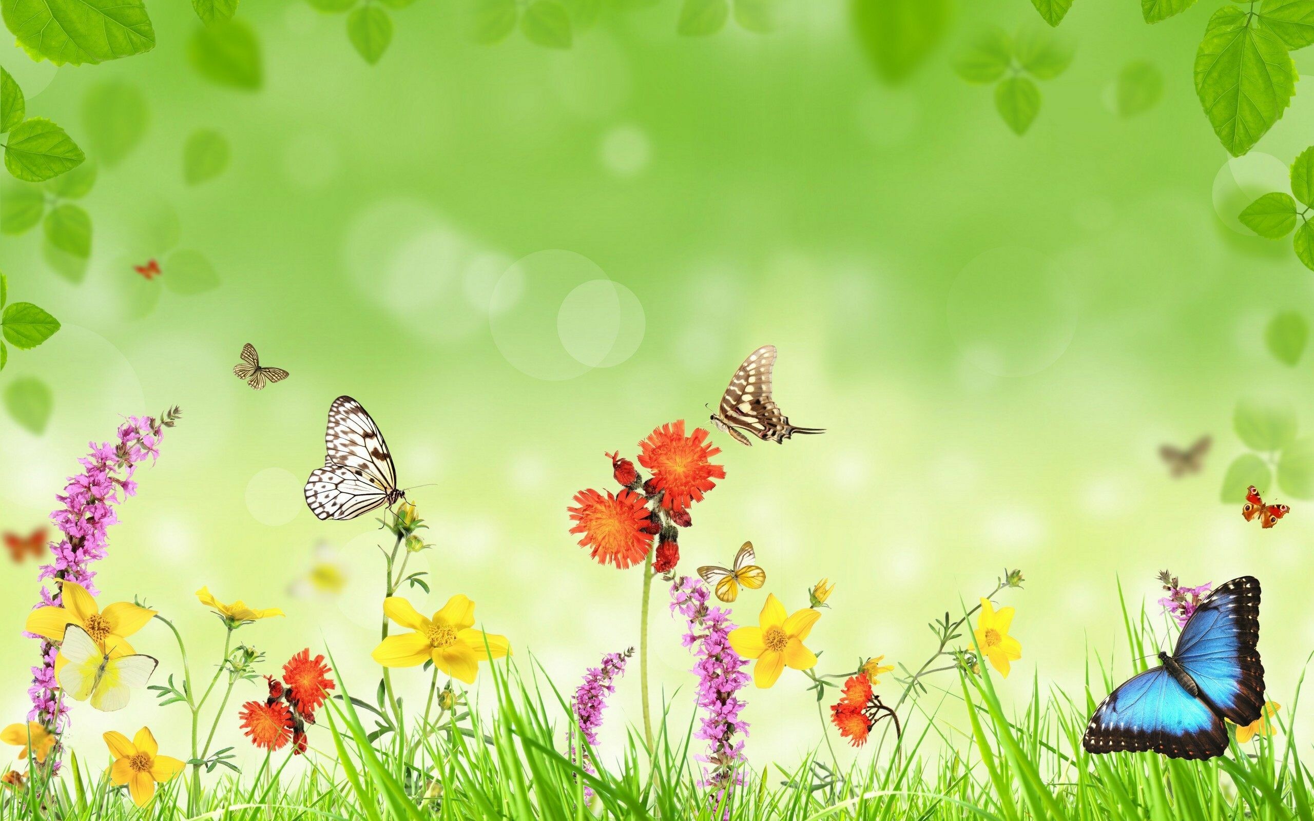 Flower And Butterfly Wallpapers