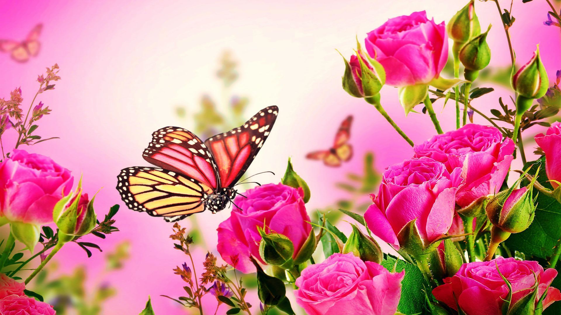 Flower And Butterfly Wallpapers