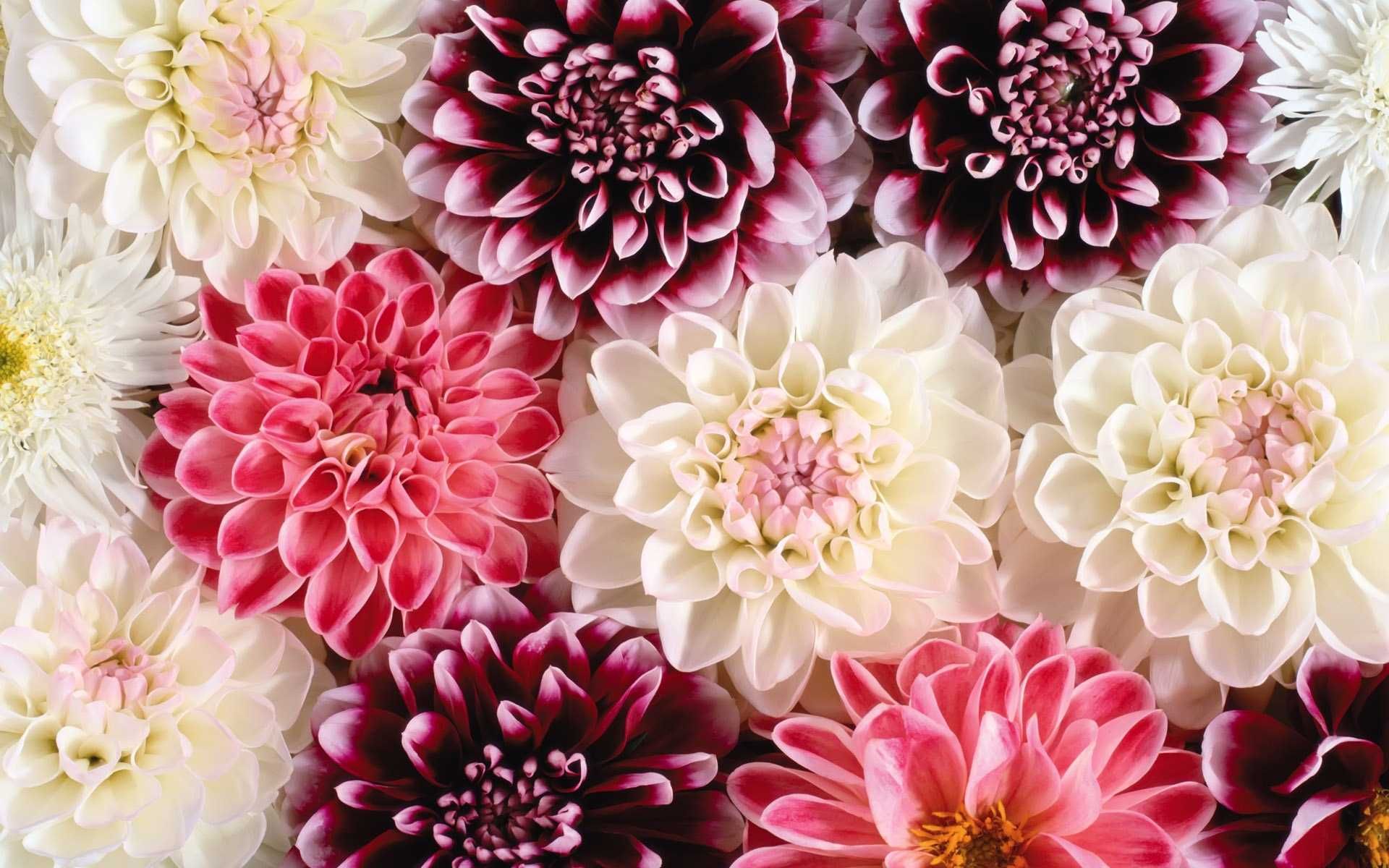 Flower Desktop Tumblr Wallpapers