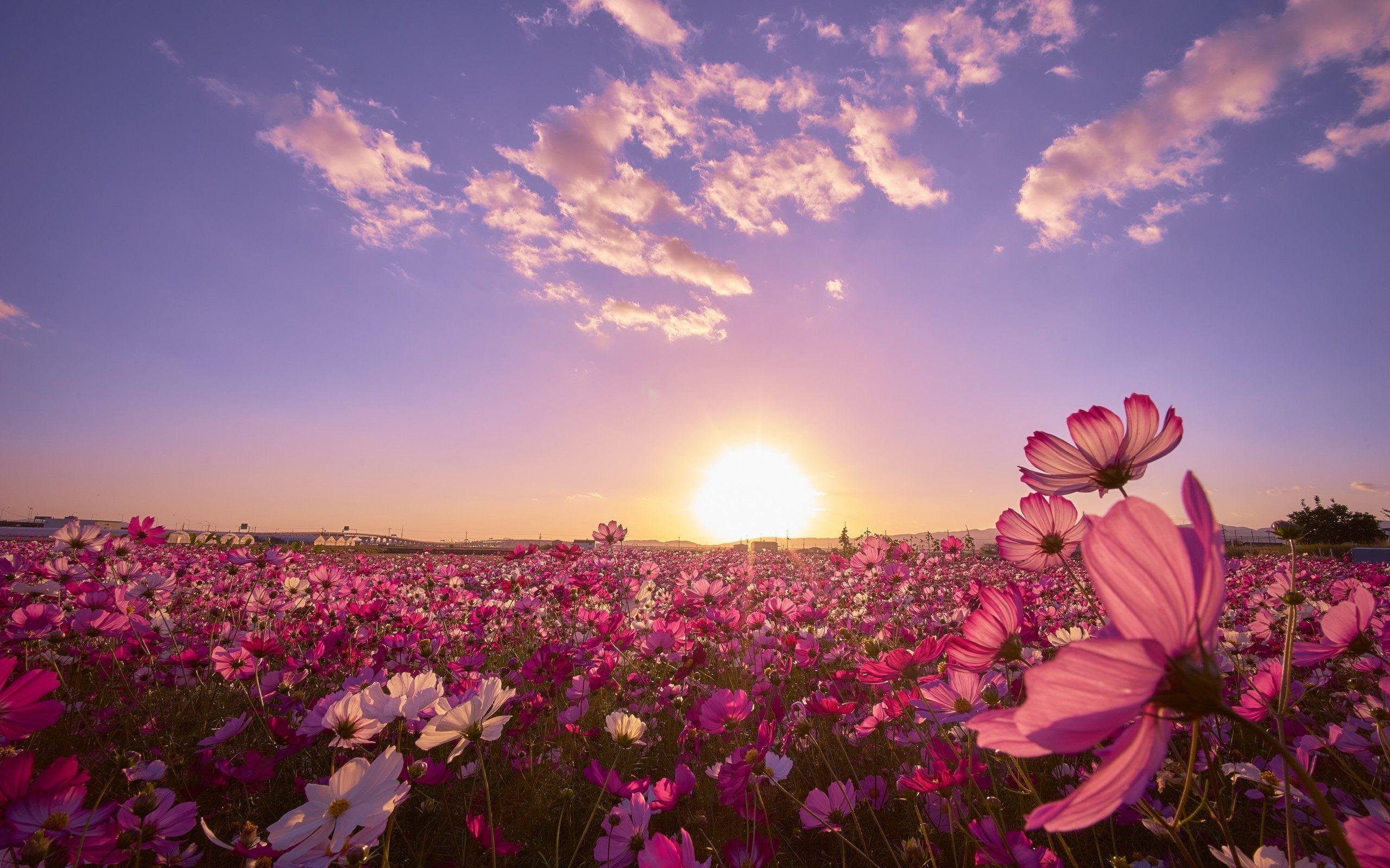 Flower Field Wallpapers