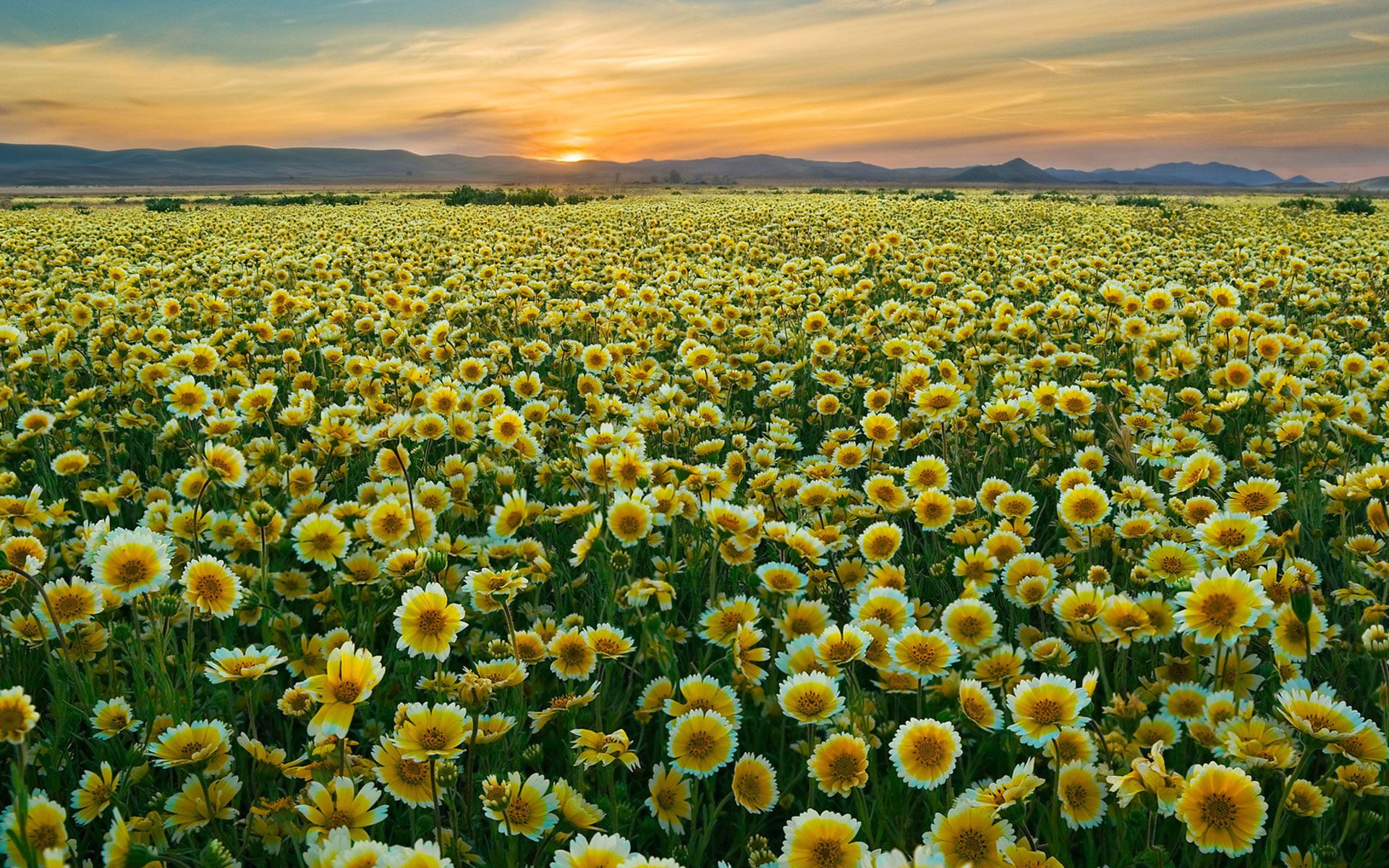 Flower Field Wallpapers