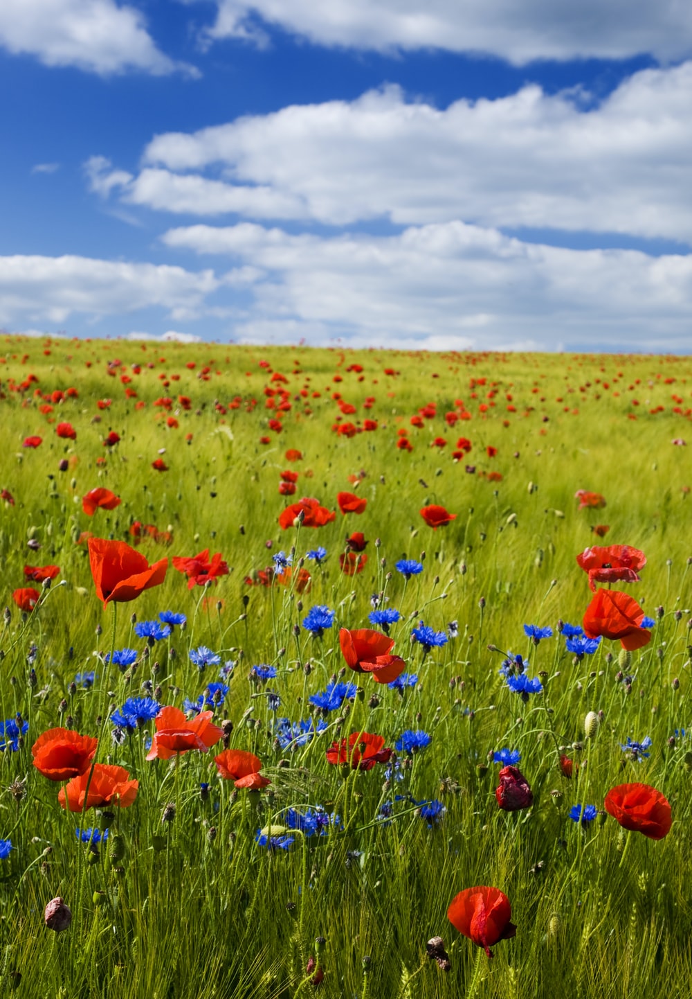 Flower Field Wallpapers