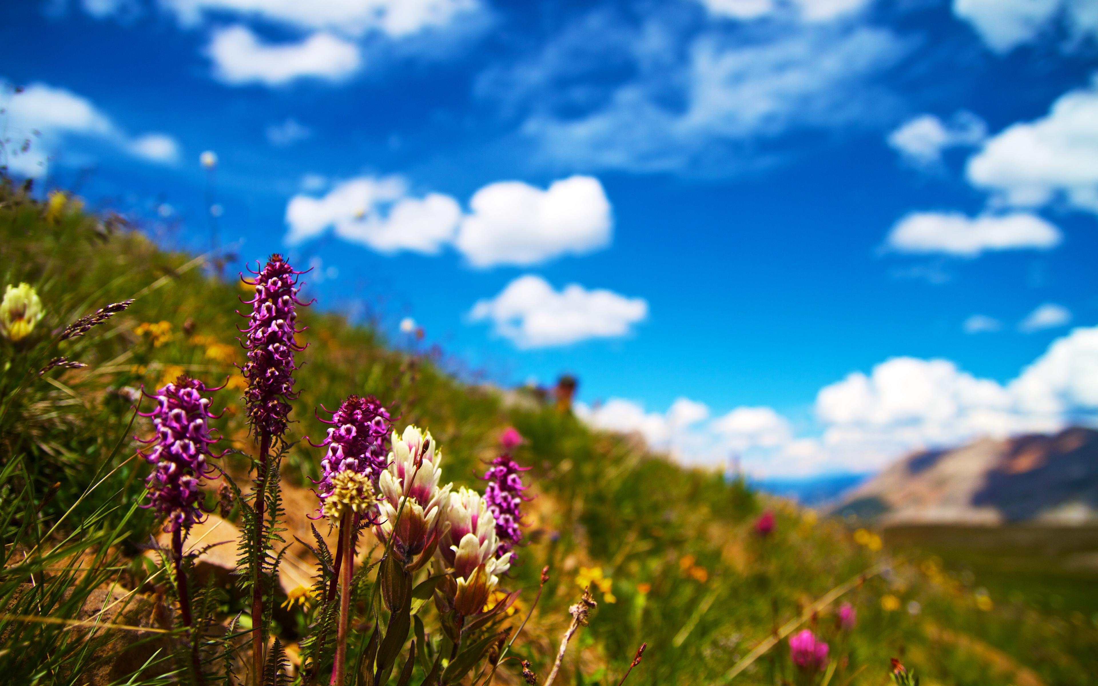 Flower Field Wallpapers