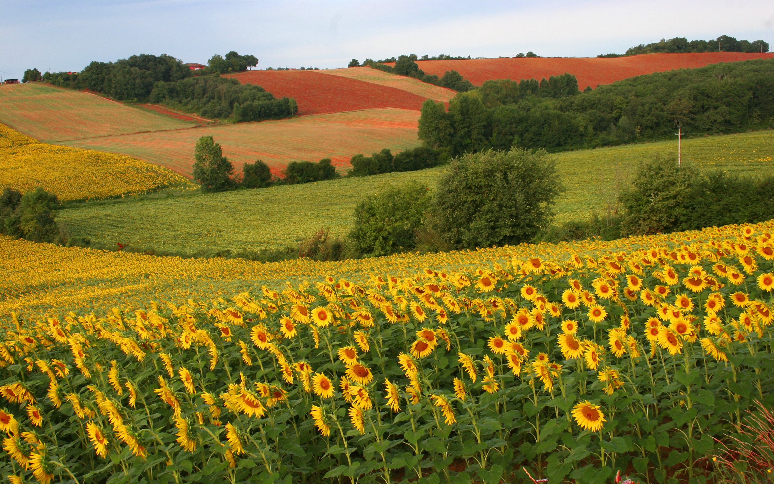 Flower Field Wallpapers