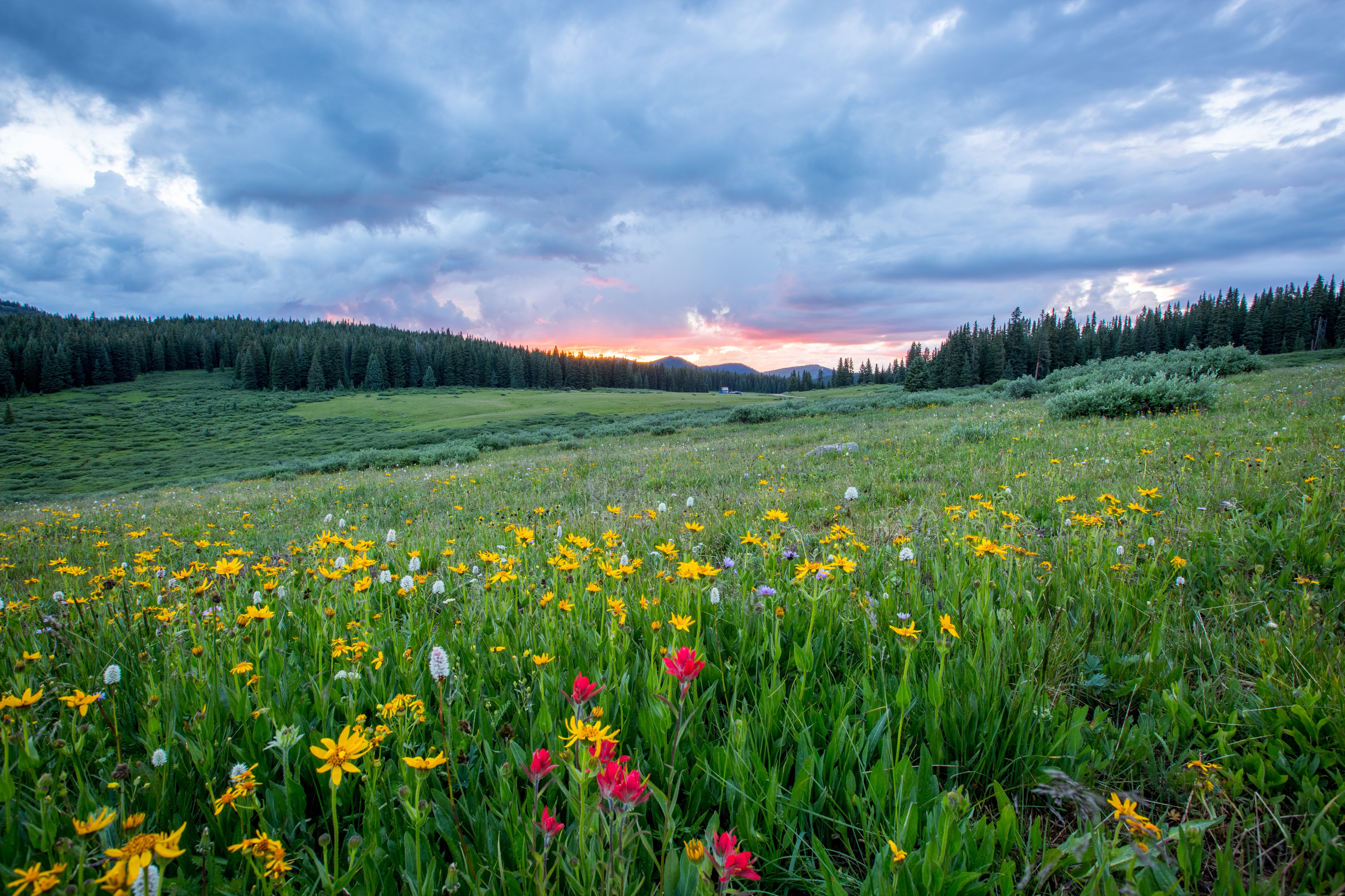 Flower Field Wallpapers