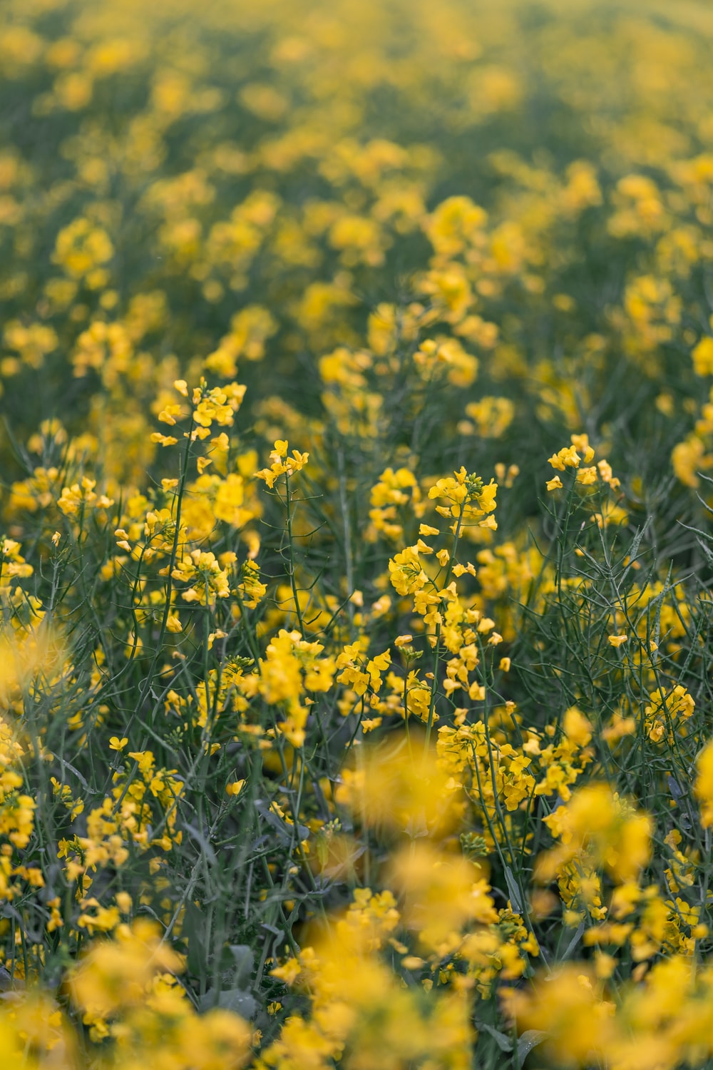 Flower Field Wallpapers