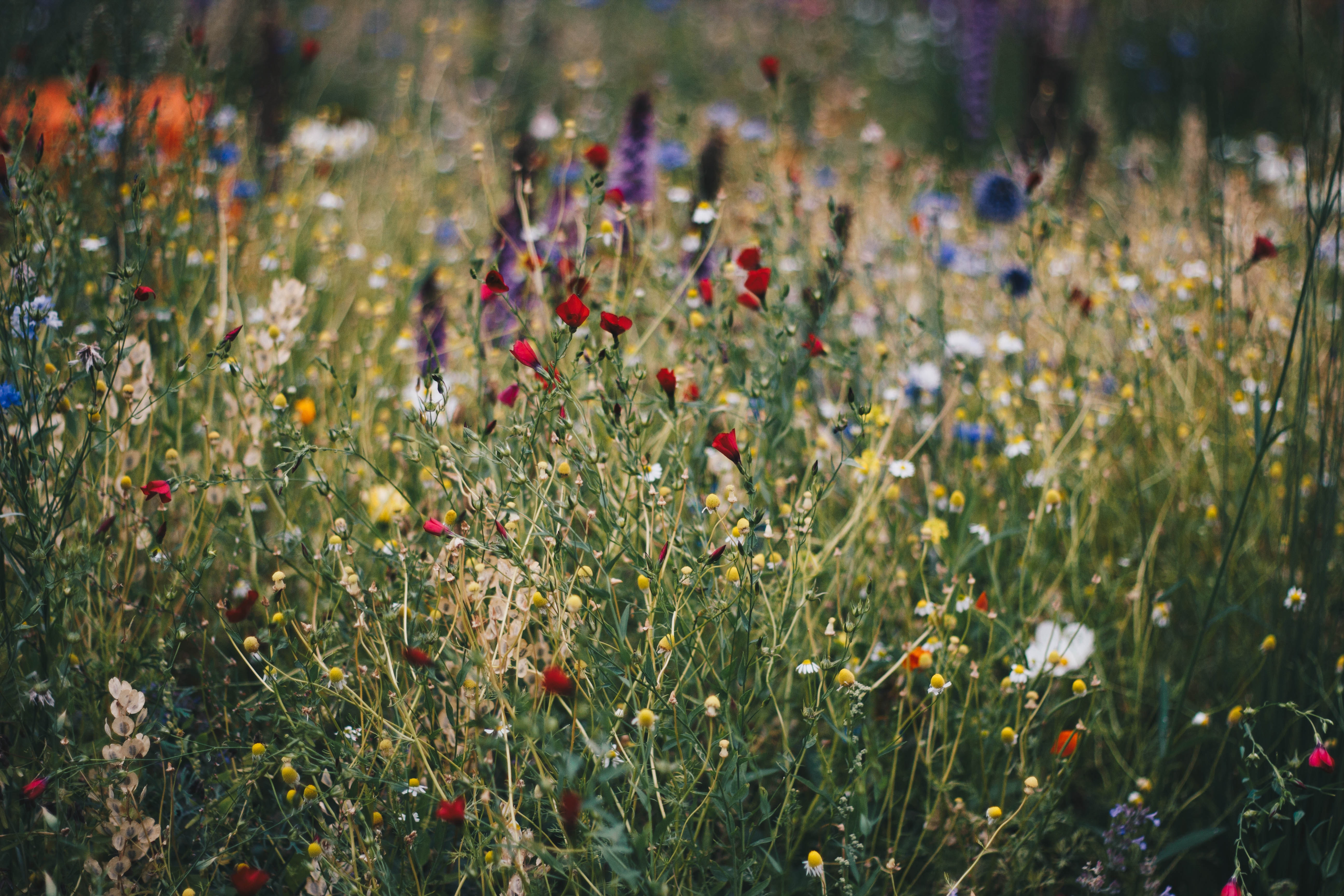 Flower Field Wallpapers