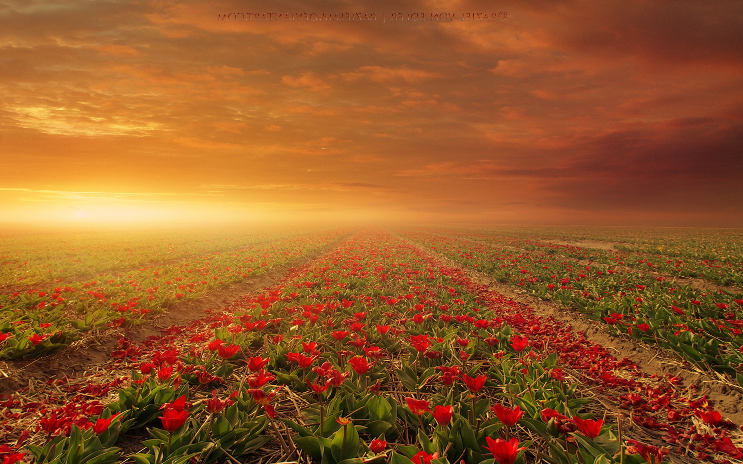 Flower Field Wallpapers