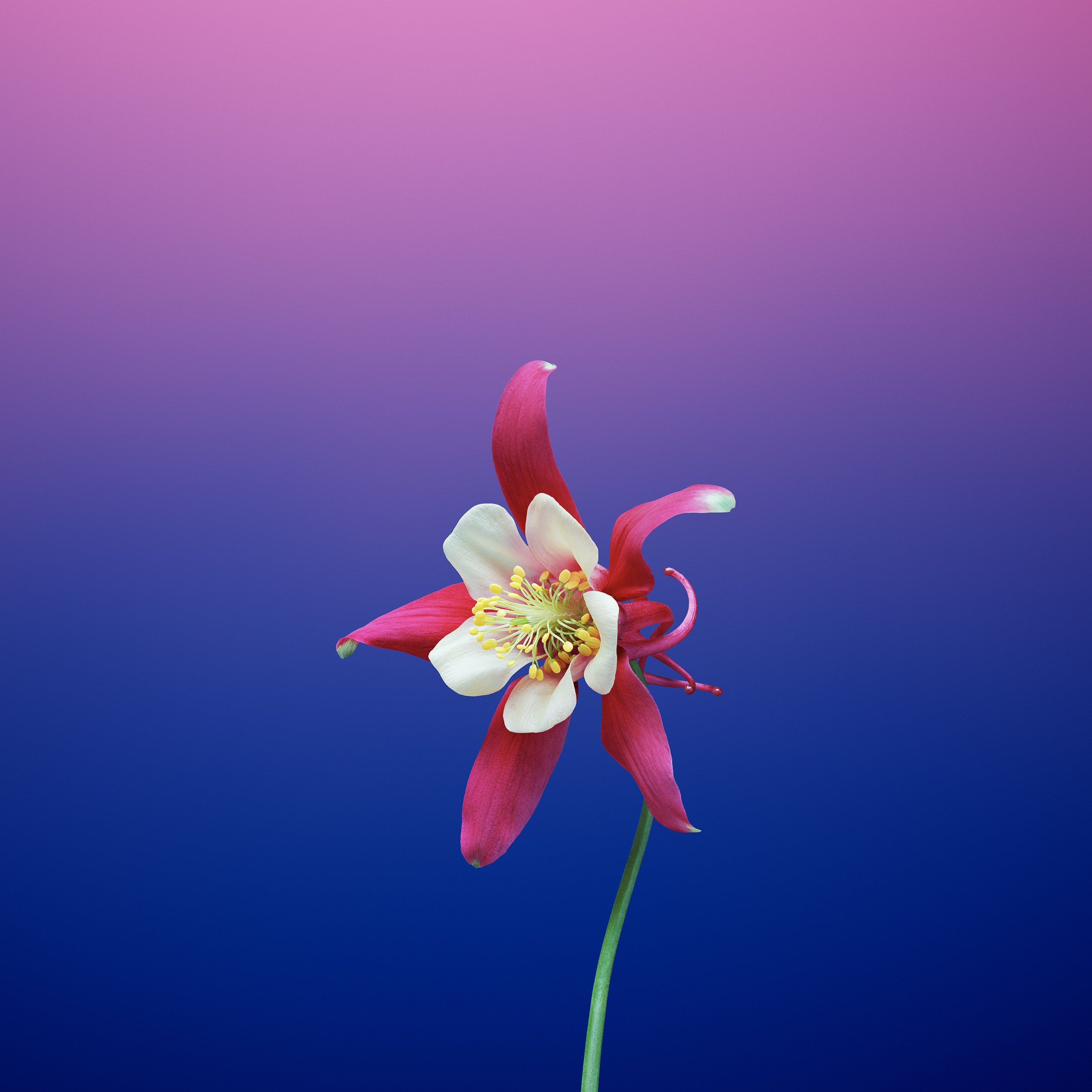 Flower Hd For Iphone Wallpapers