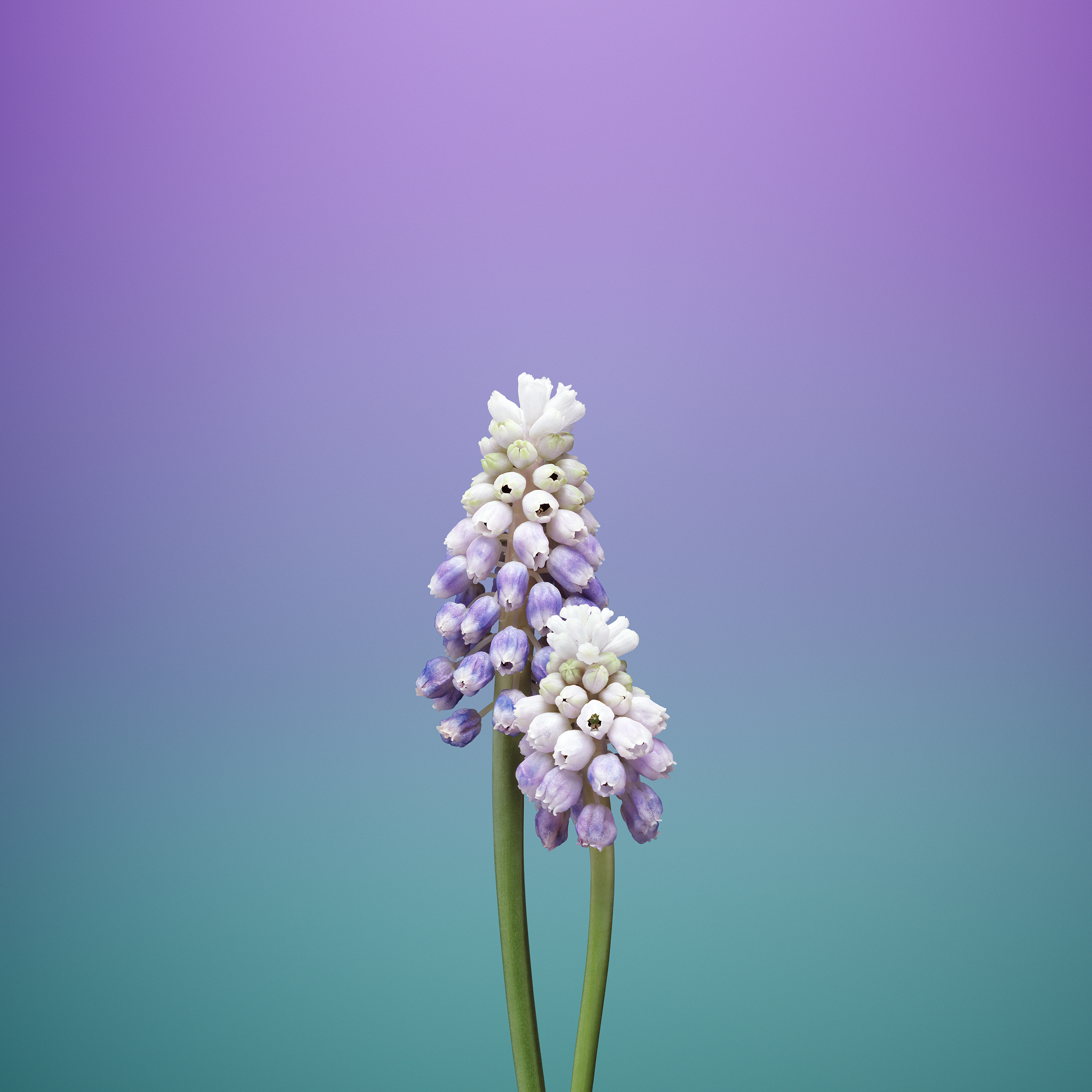 Flower Hd For Iphone Wallpapers