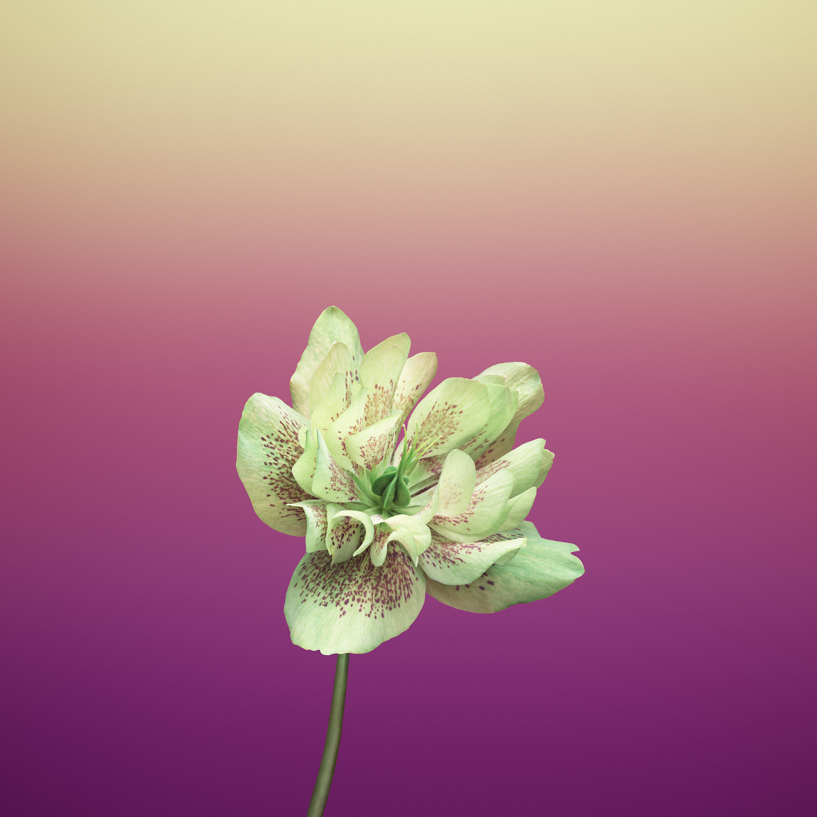 Flower Hd For Iphone Wallpapers