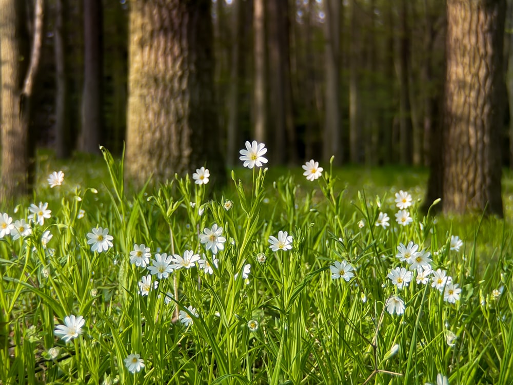 Flower In The Forest Wallpapers