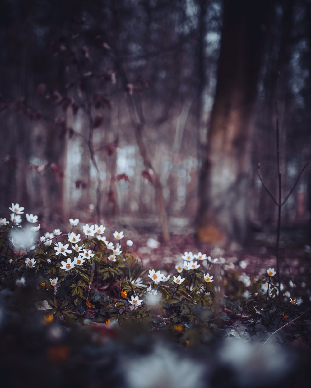 Flower In The Forest Wallpapers