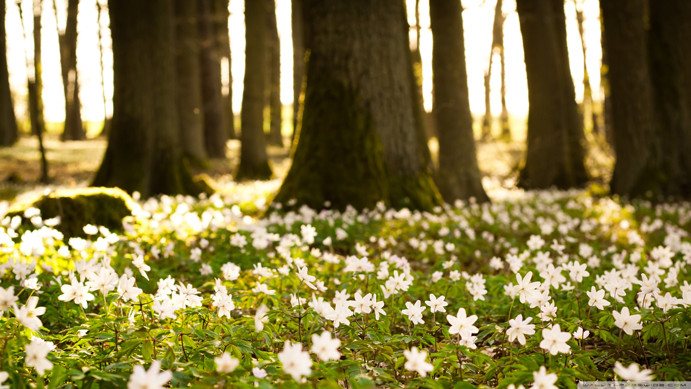 Flower In The Forest Wallpapers